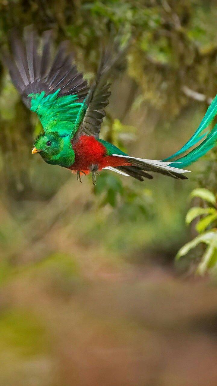 Quetzal #Guatemala. GUATEMALA Genial. Beautiful birds