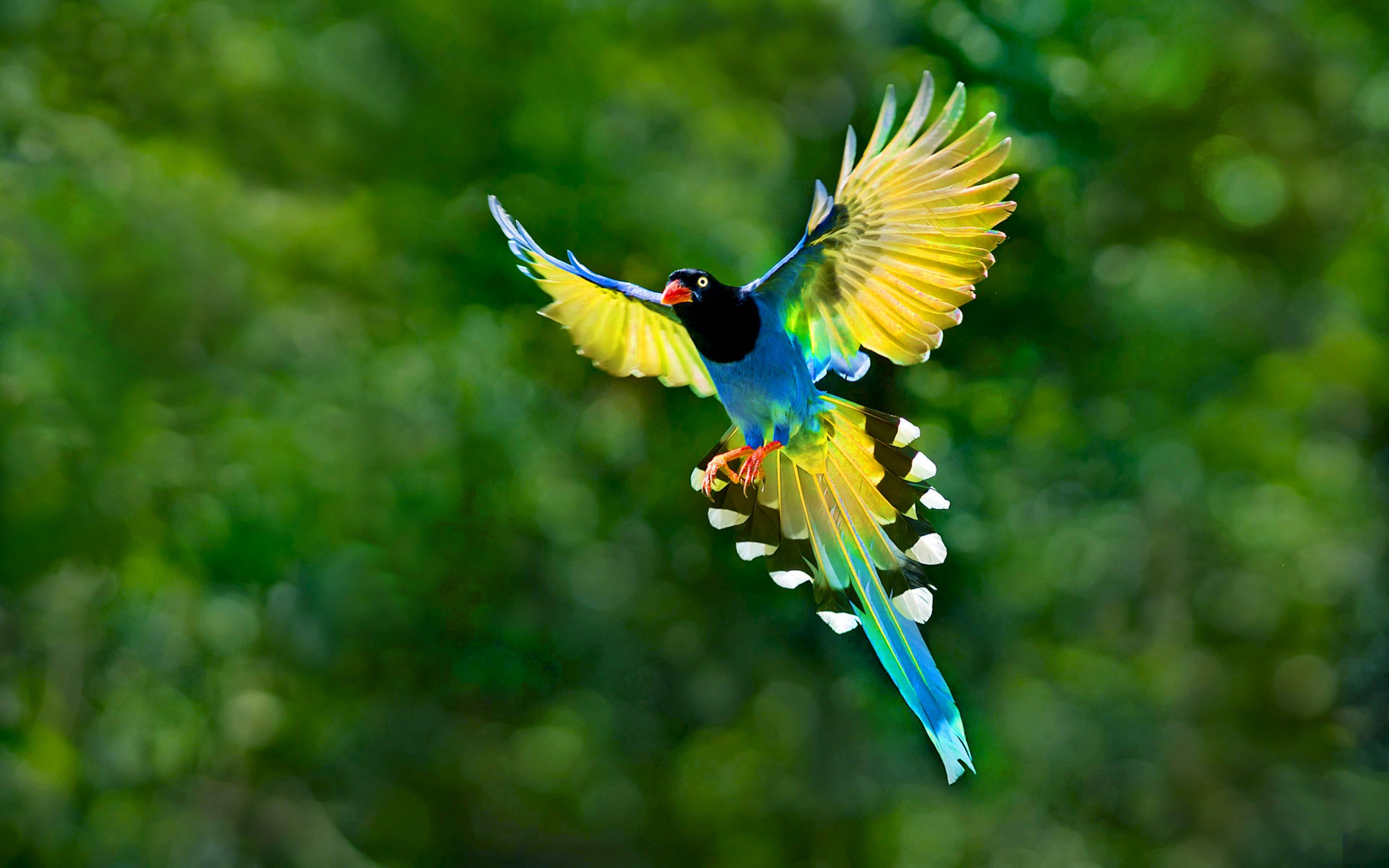 El Quetzal Image Live Wallpaper 3840x 582.25 Kb
