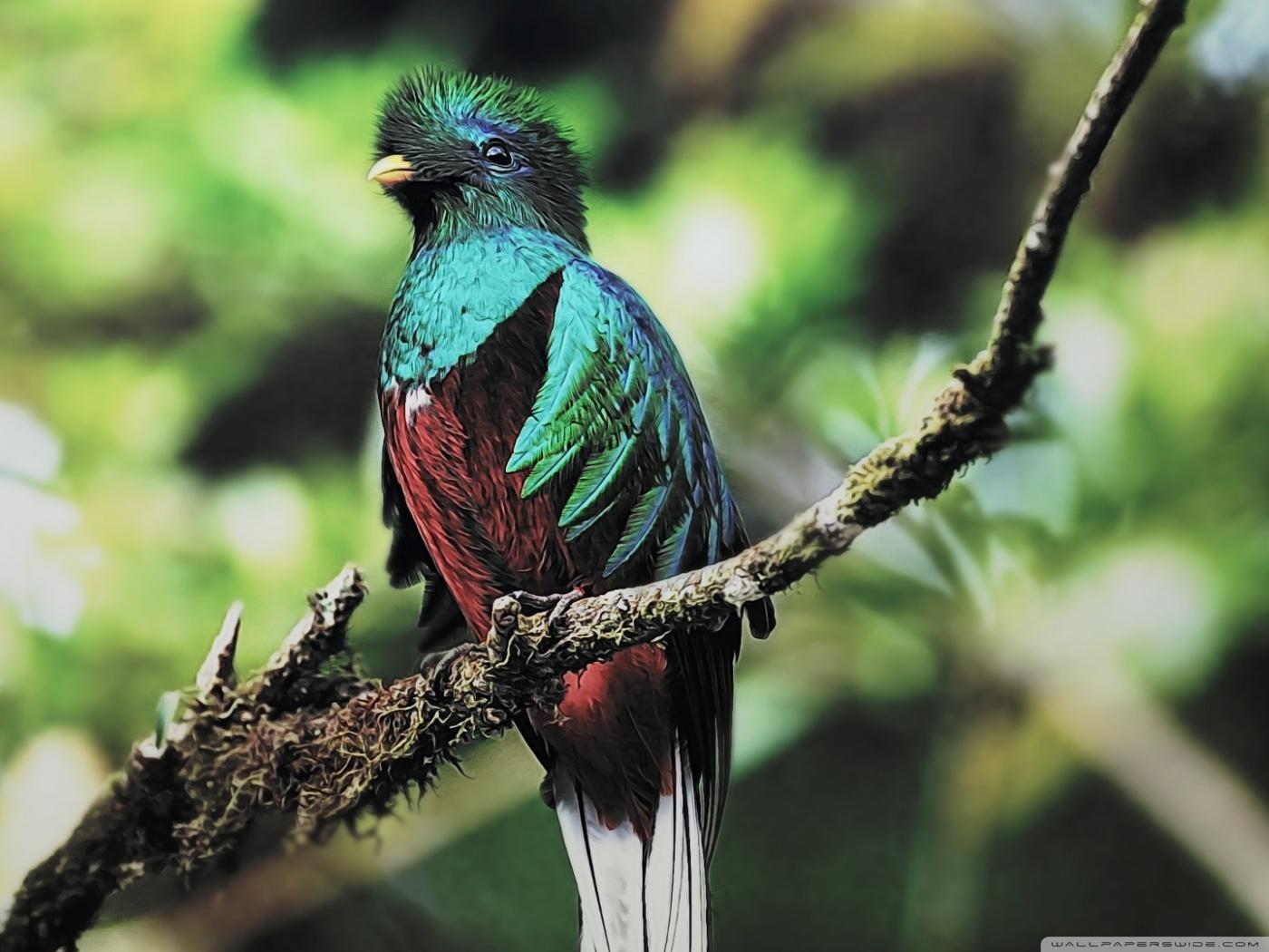 Quetzal Bird ❤ 4K HD Desktop Wallpaper for 4K Ultra HD TV