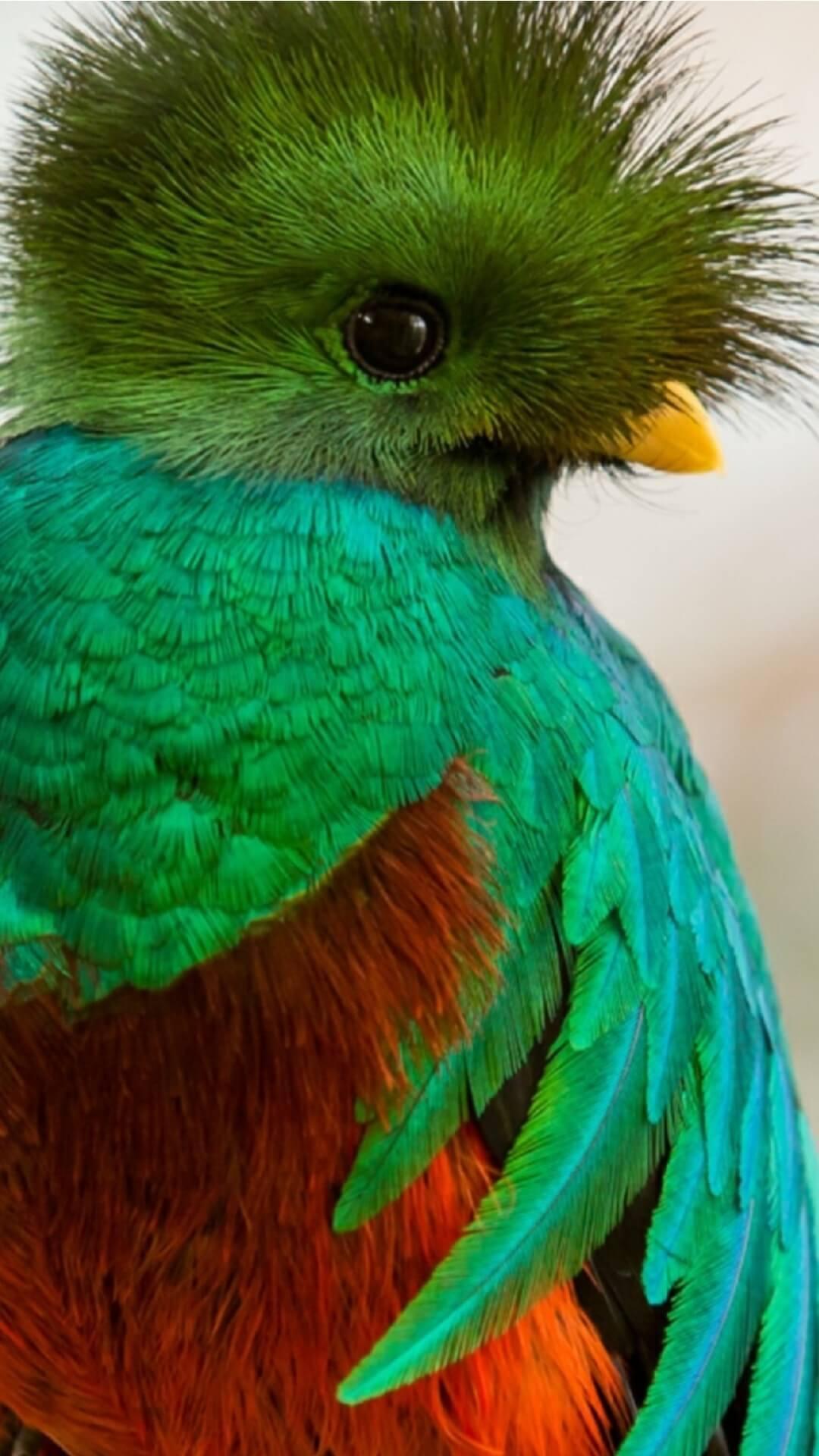 Quetzal Bird Hd Wallpaper - unique rare bird