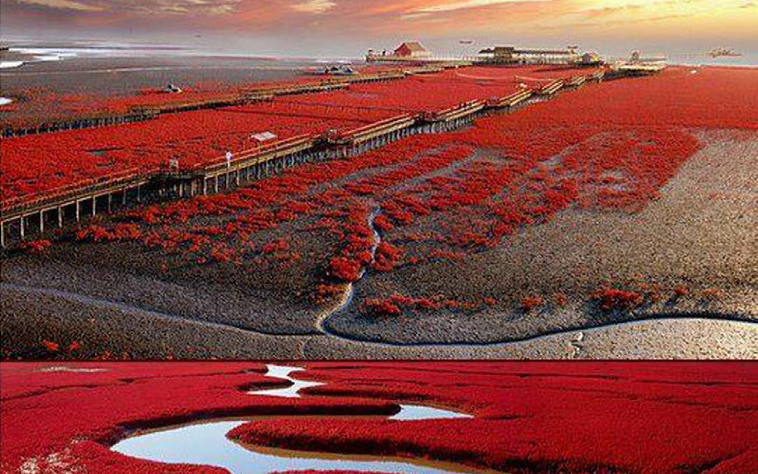 Amazing Place Red Beach, Panjin China [2560 × 1600]