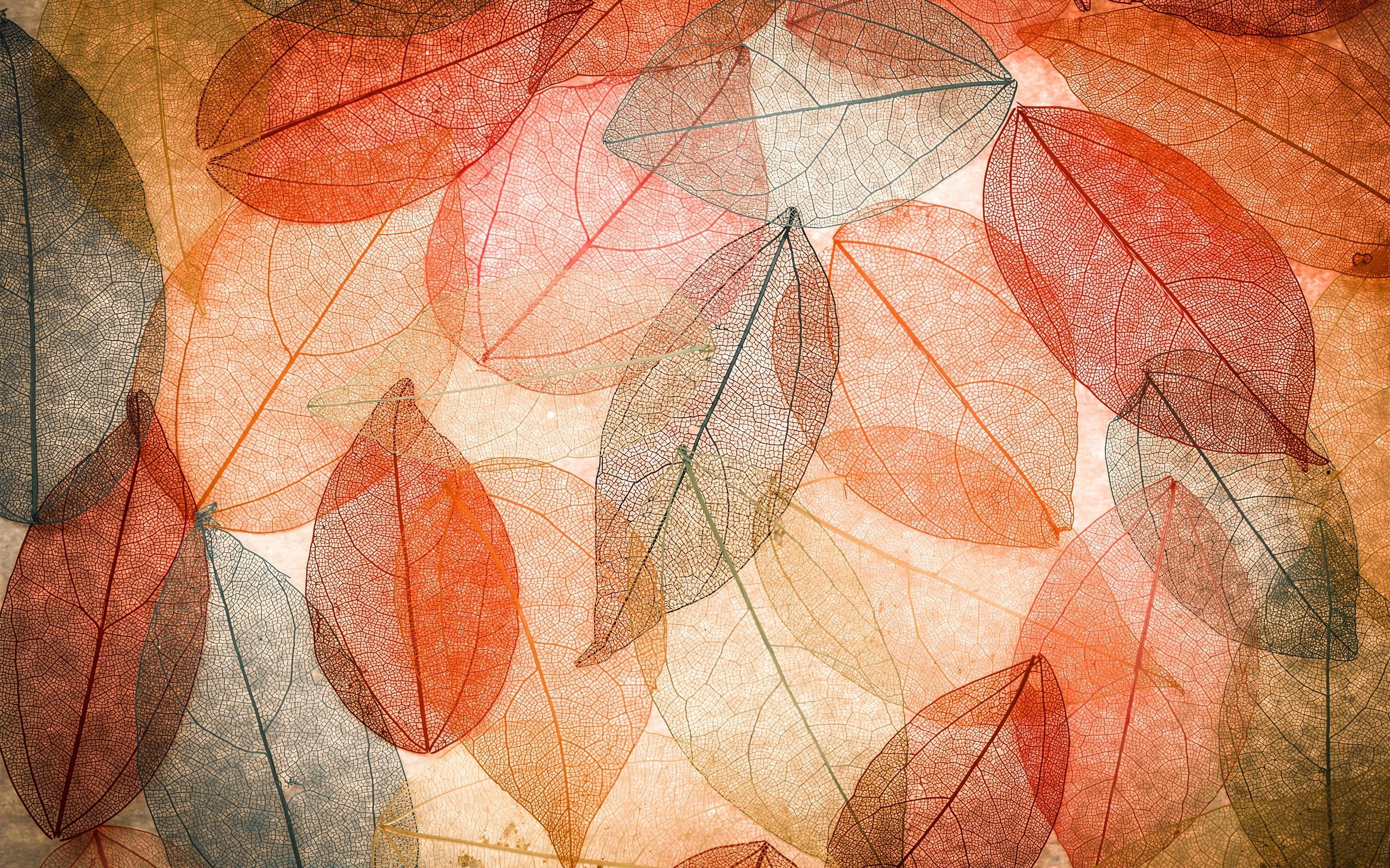 Wallpaper Autumn, transparent leaves, abstract, colorful