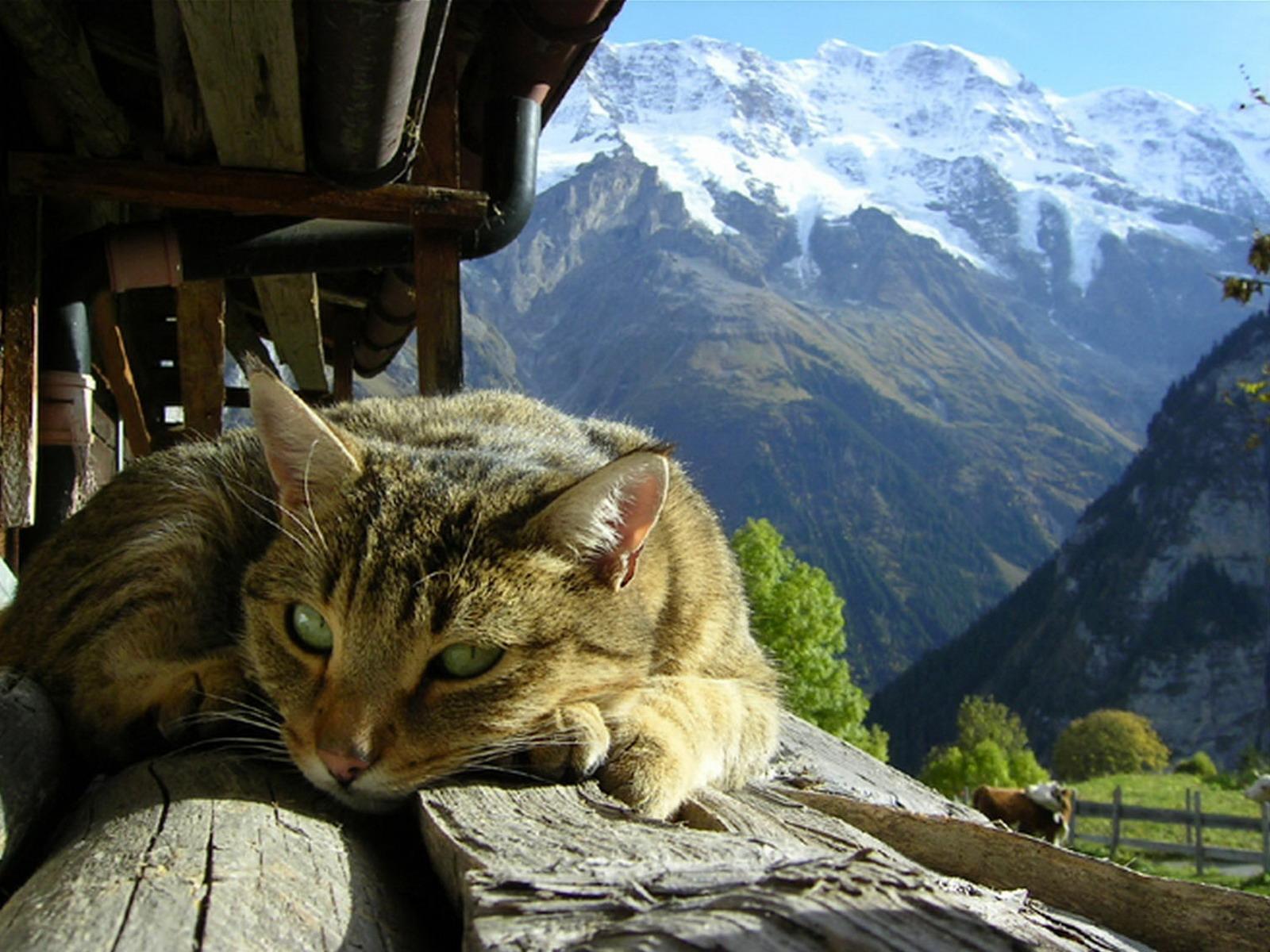 mountains, cats, animals, sunlight, hut, Alps wallpaper