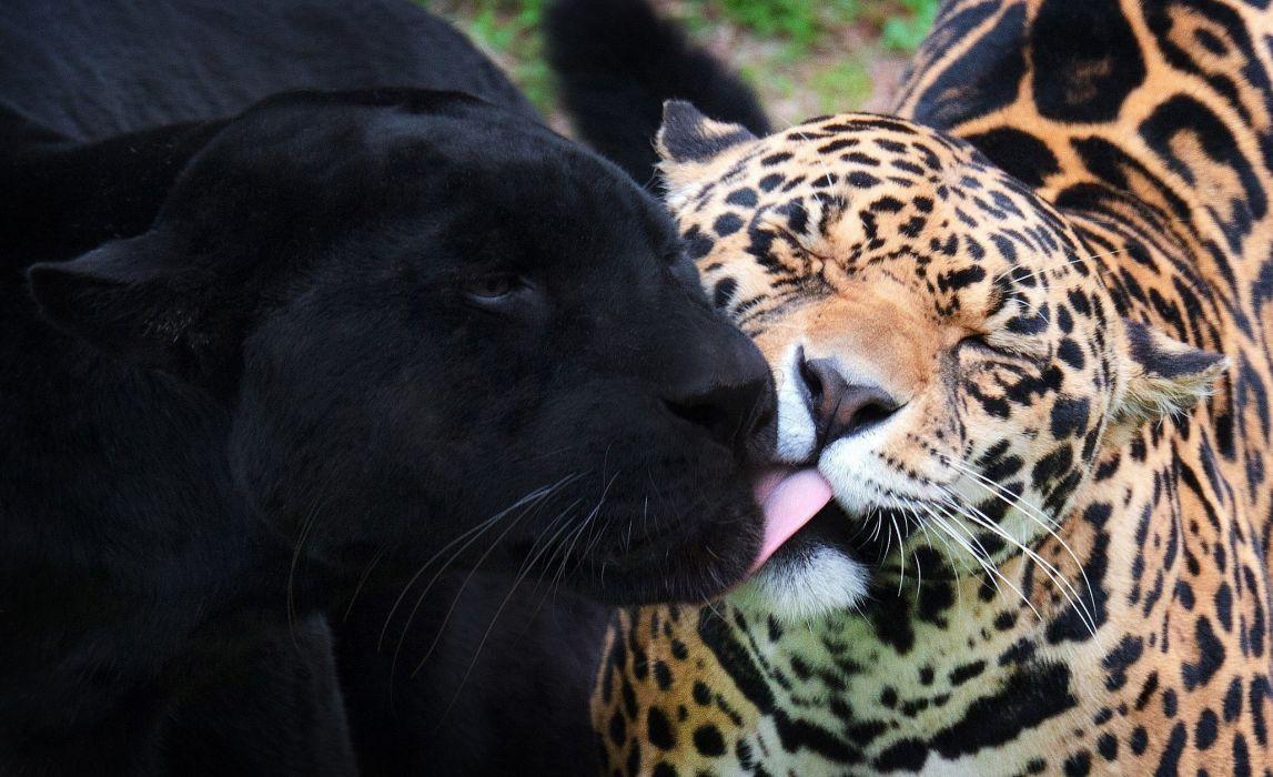 Panther jaguar black jaguar wild cats wallpaperx1256