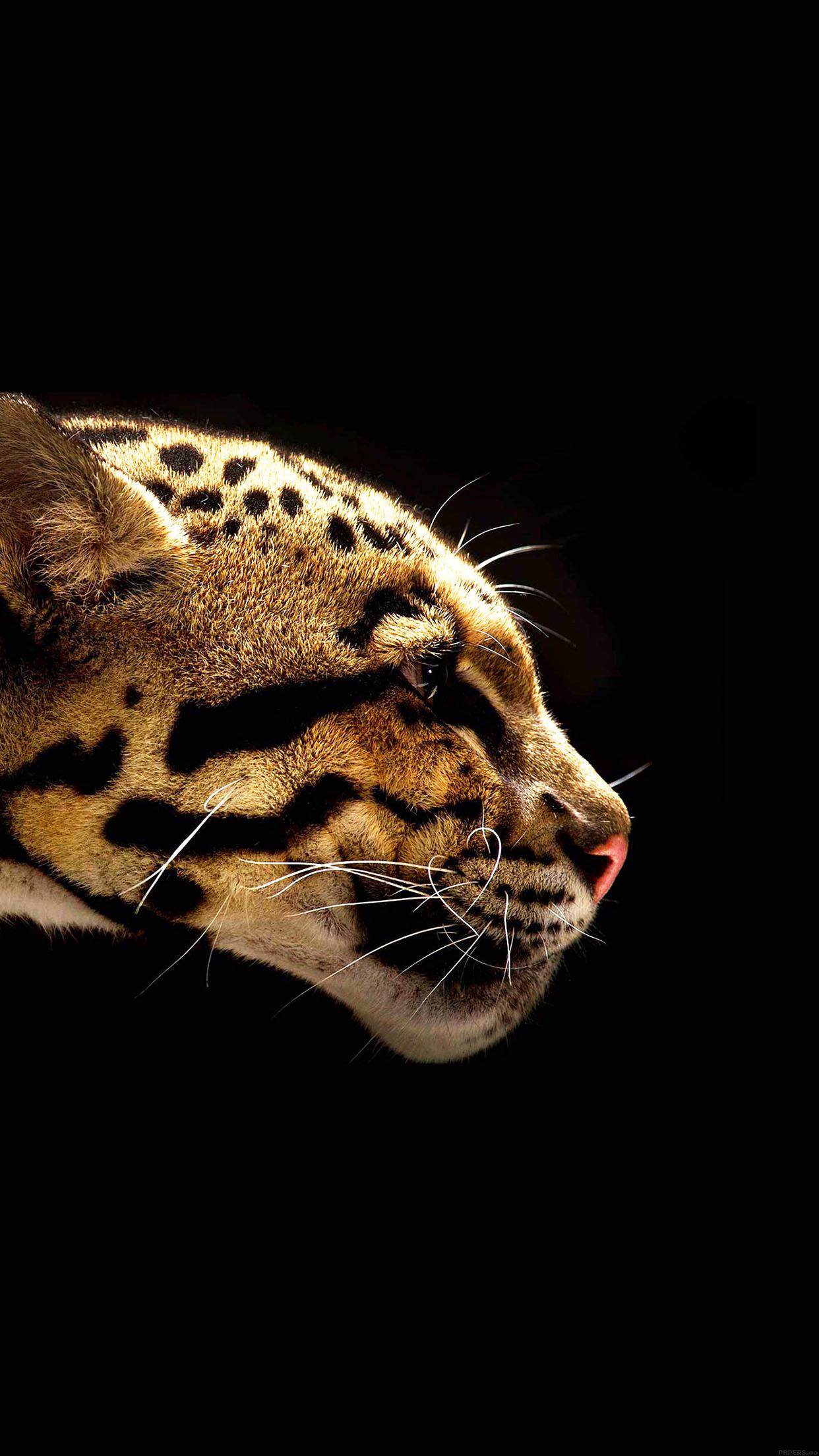 iPhone 6 Wallpaper wild cat b animal