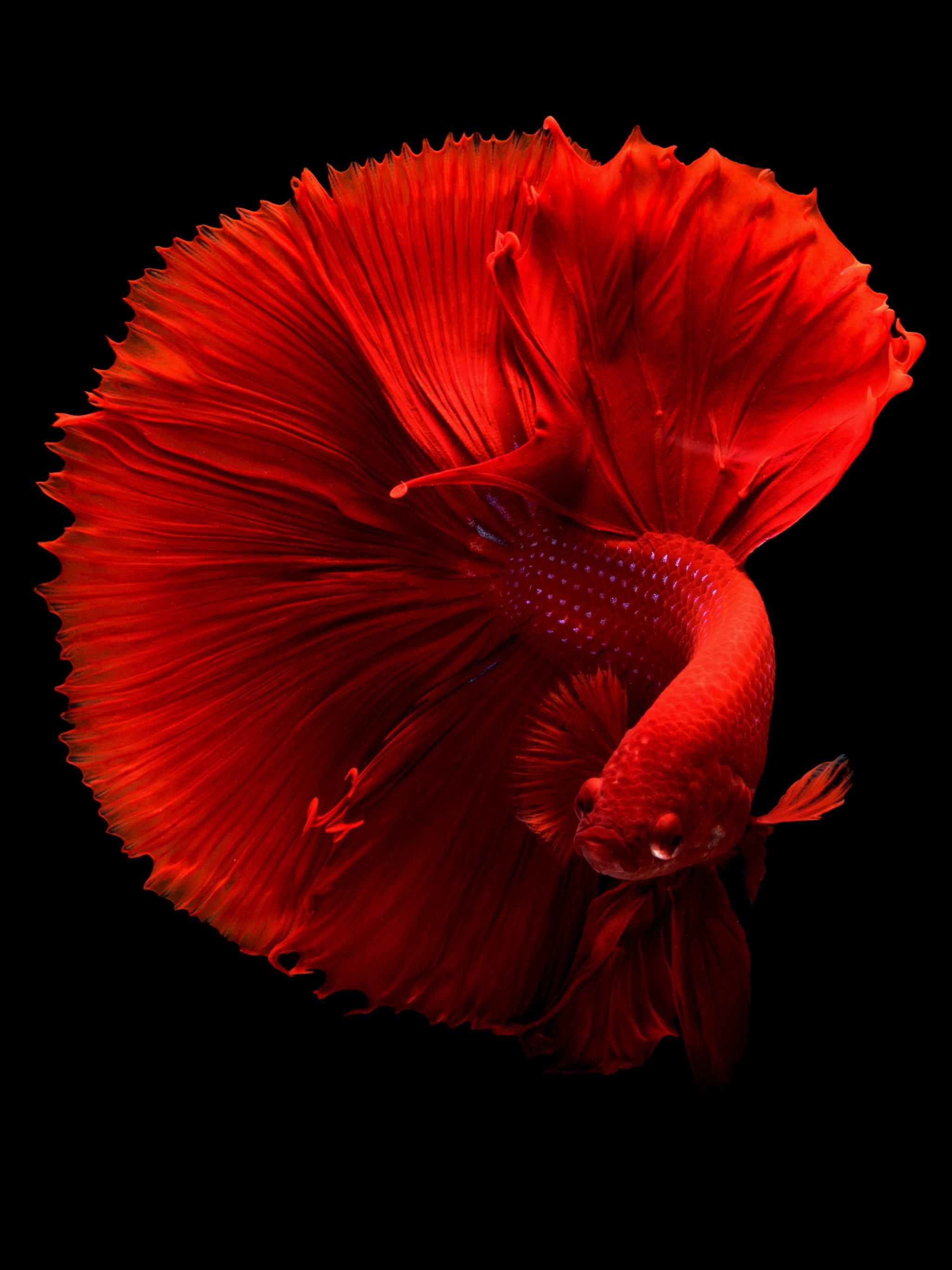 Siamese Fighting Fish Wallpaper, Android & Desktop