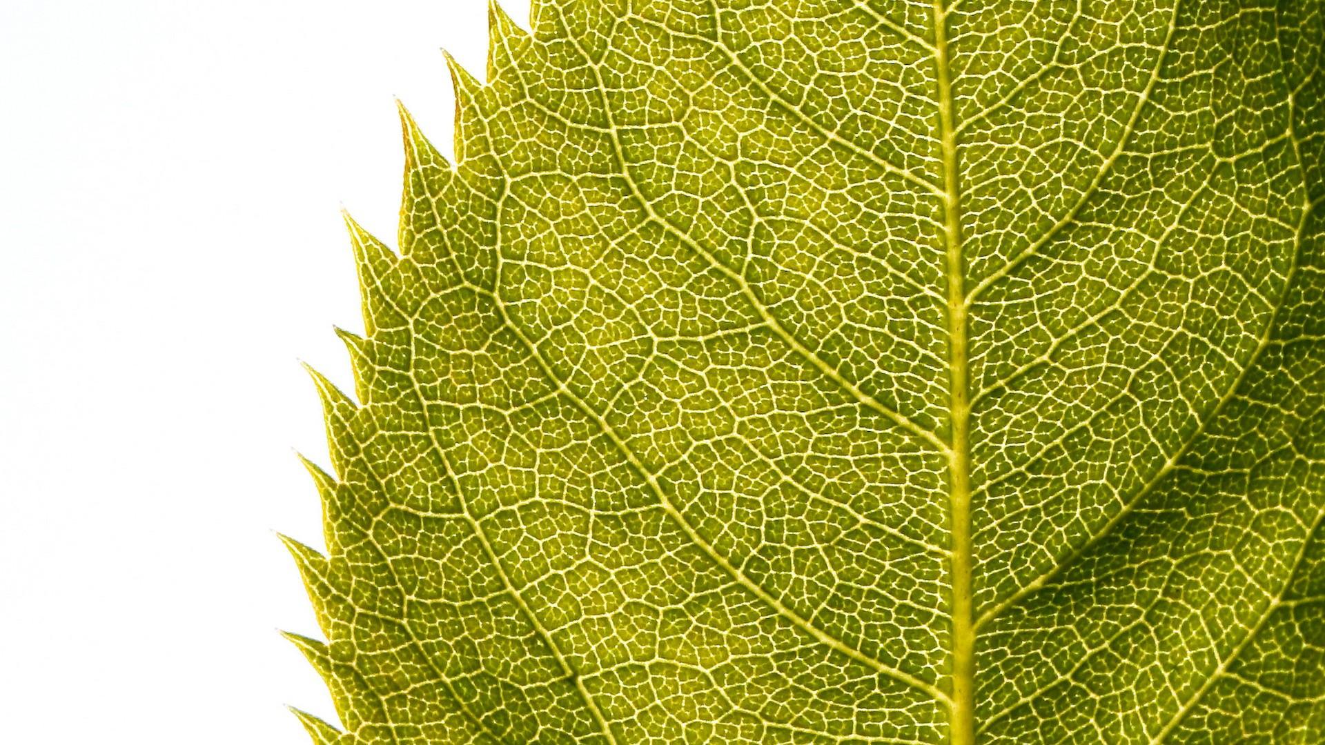 Macro leaf. jpeg v.6.
