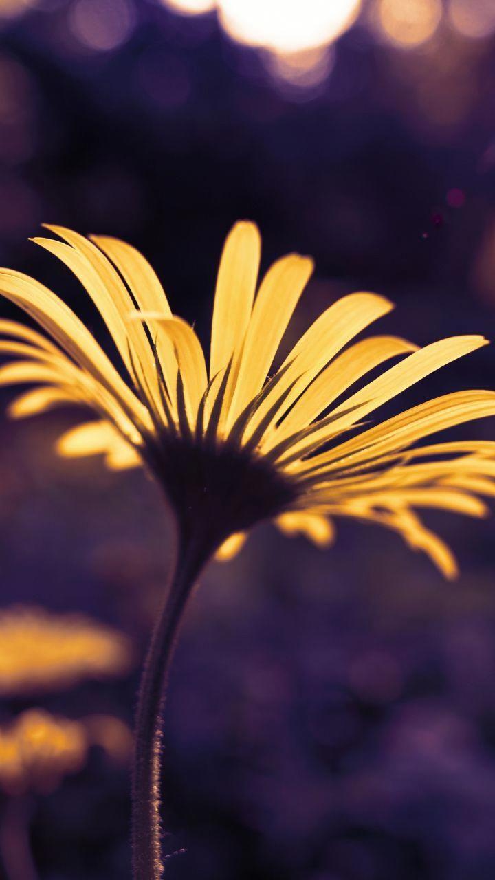 wallpaper Blur, flower, yellow, portrait