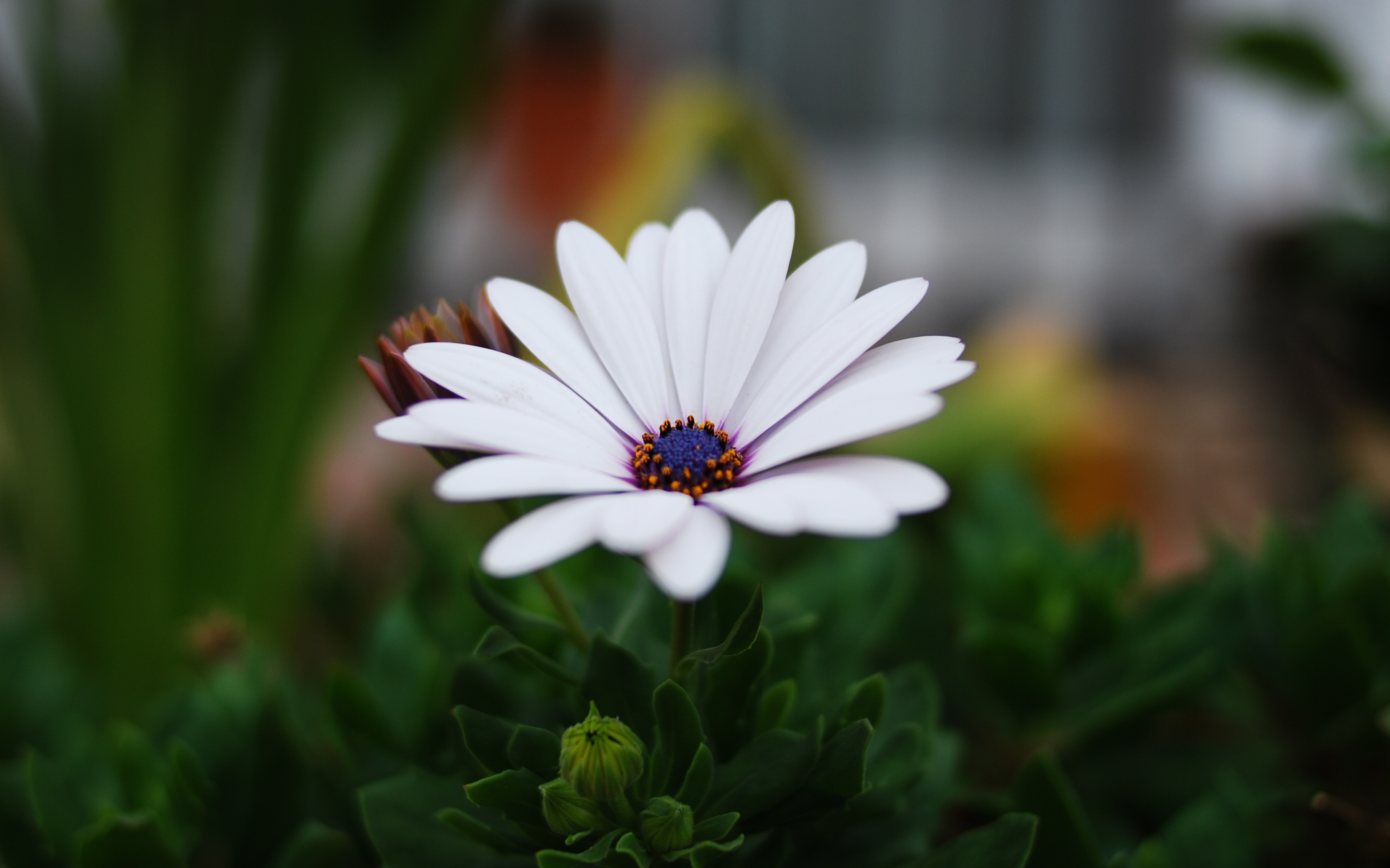 Download 3840x2400 wallpaper portrait, daisy flower, blur
