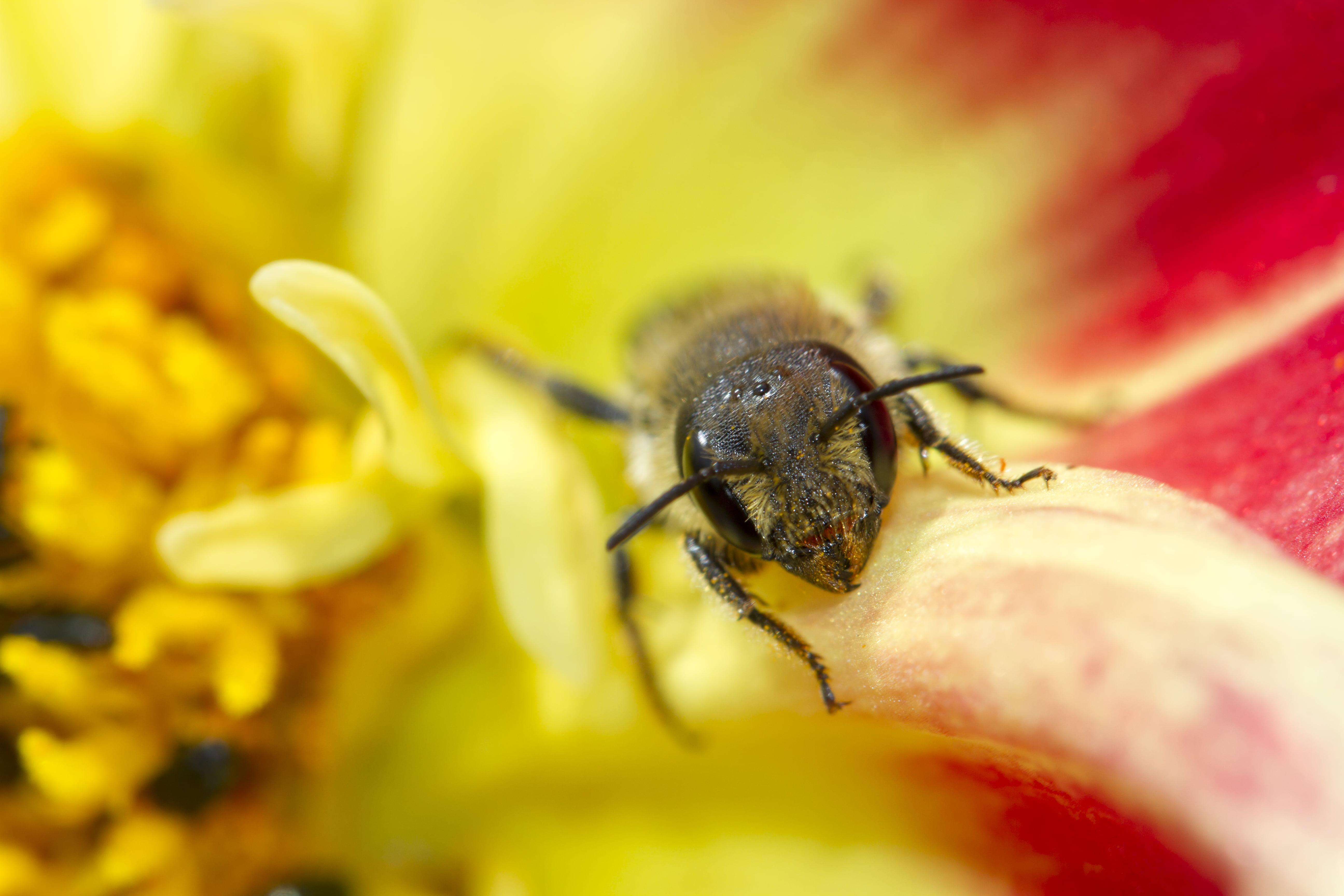 Macro photography of bee on flower HD wallpaper. Wallpaper