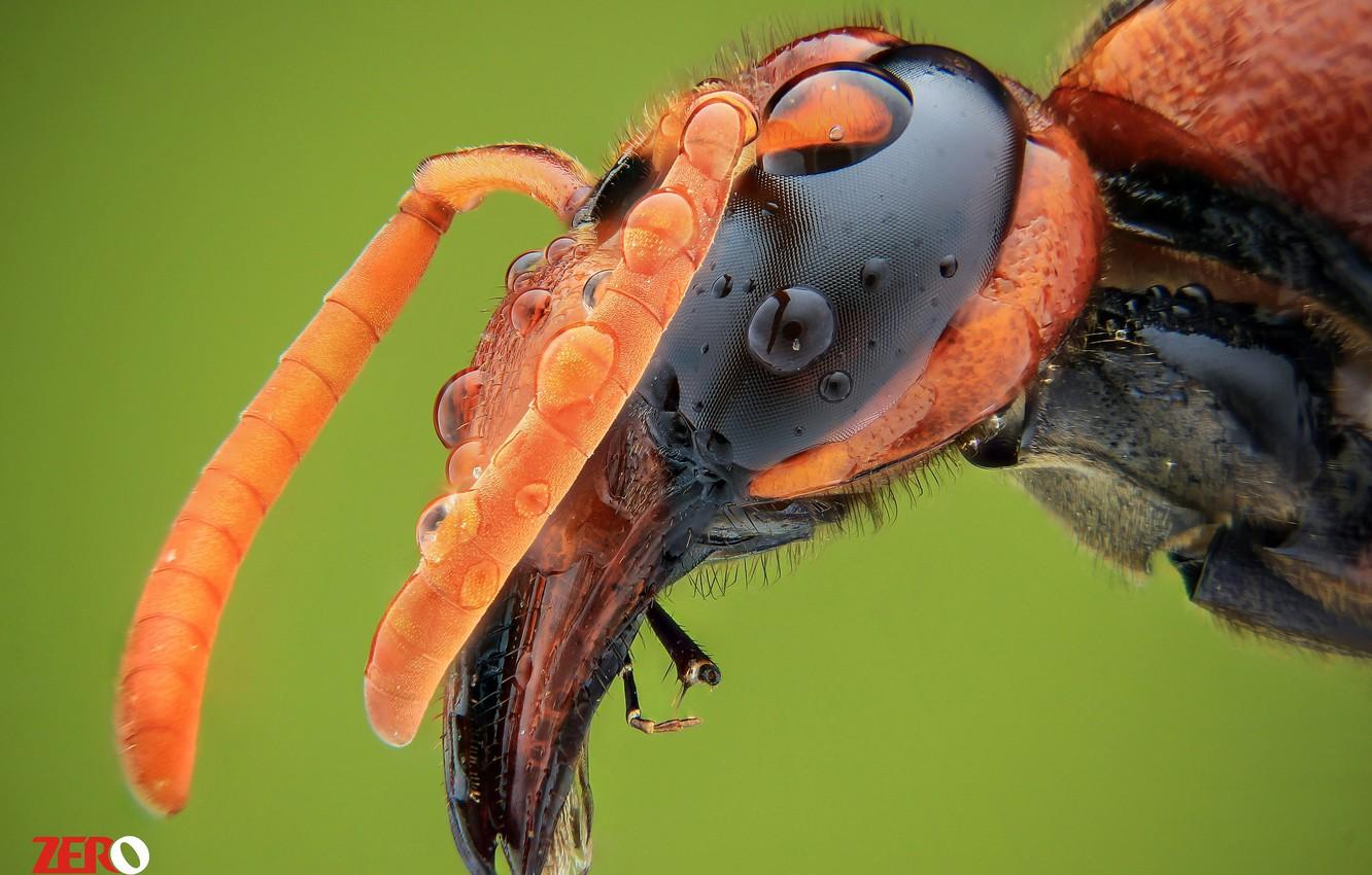 Wallpaper macro, background, OSA, portrait, insect, antennae