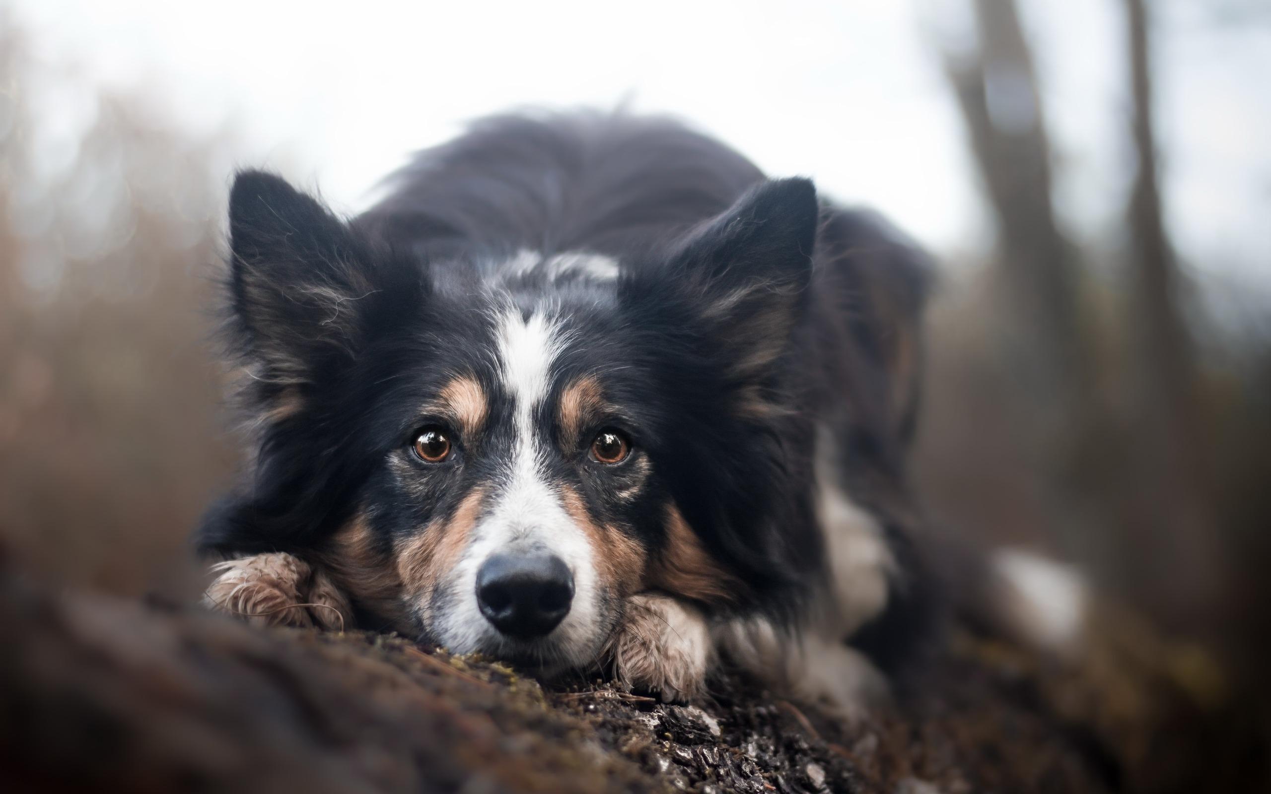 Download wallpaper Border Collie, portrait, dog, macro