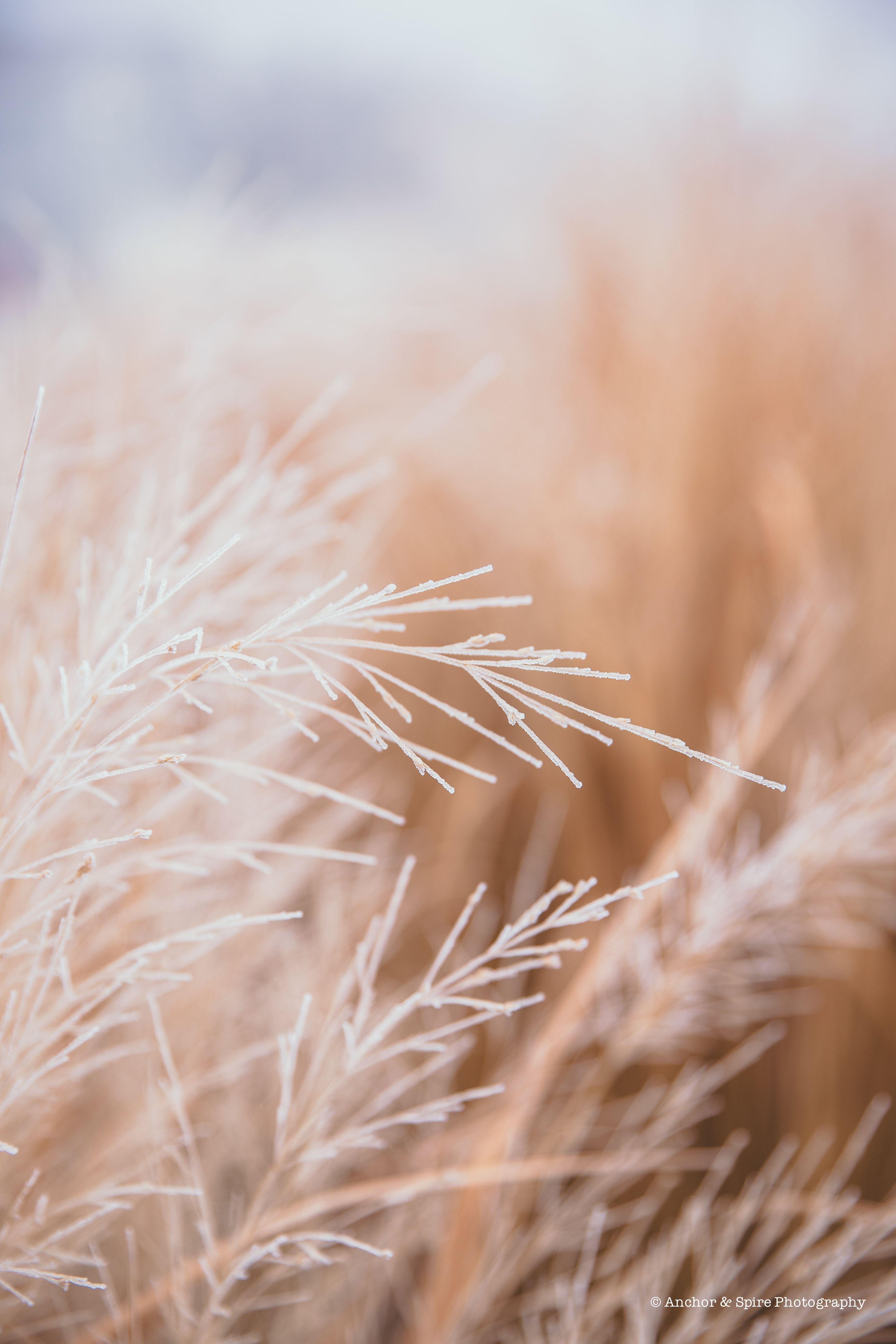 Wheat Snow Macro HD wallpaper Gallery