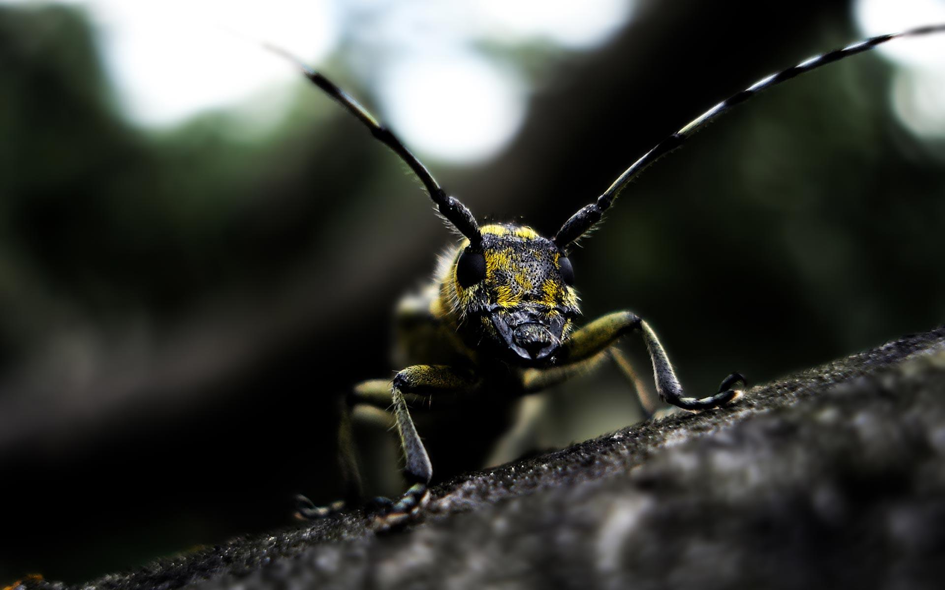 Macro Bug Animal Photography