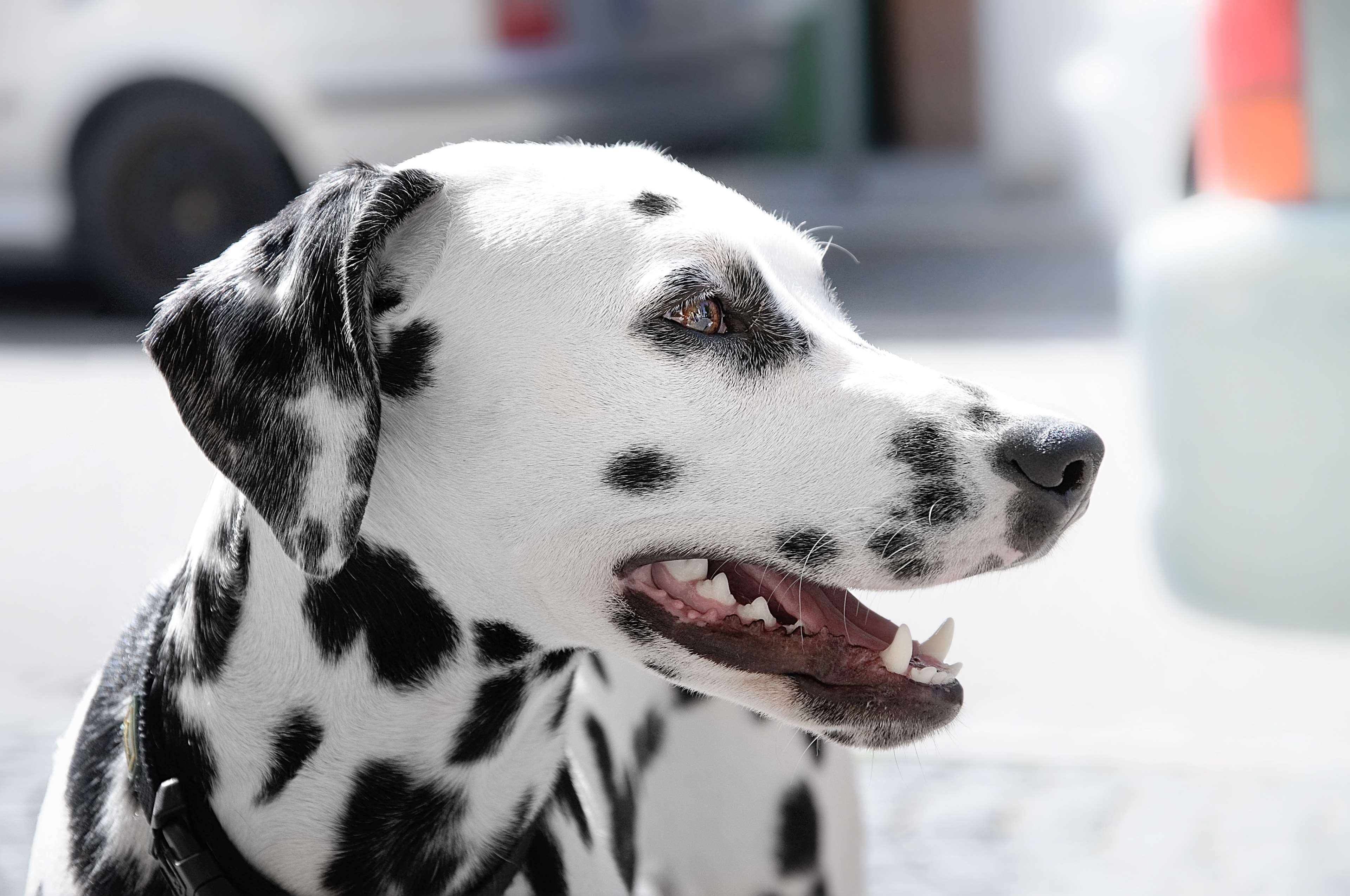 animal, animal photography, dalmatian, dog, HD