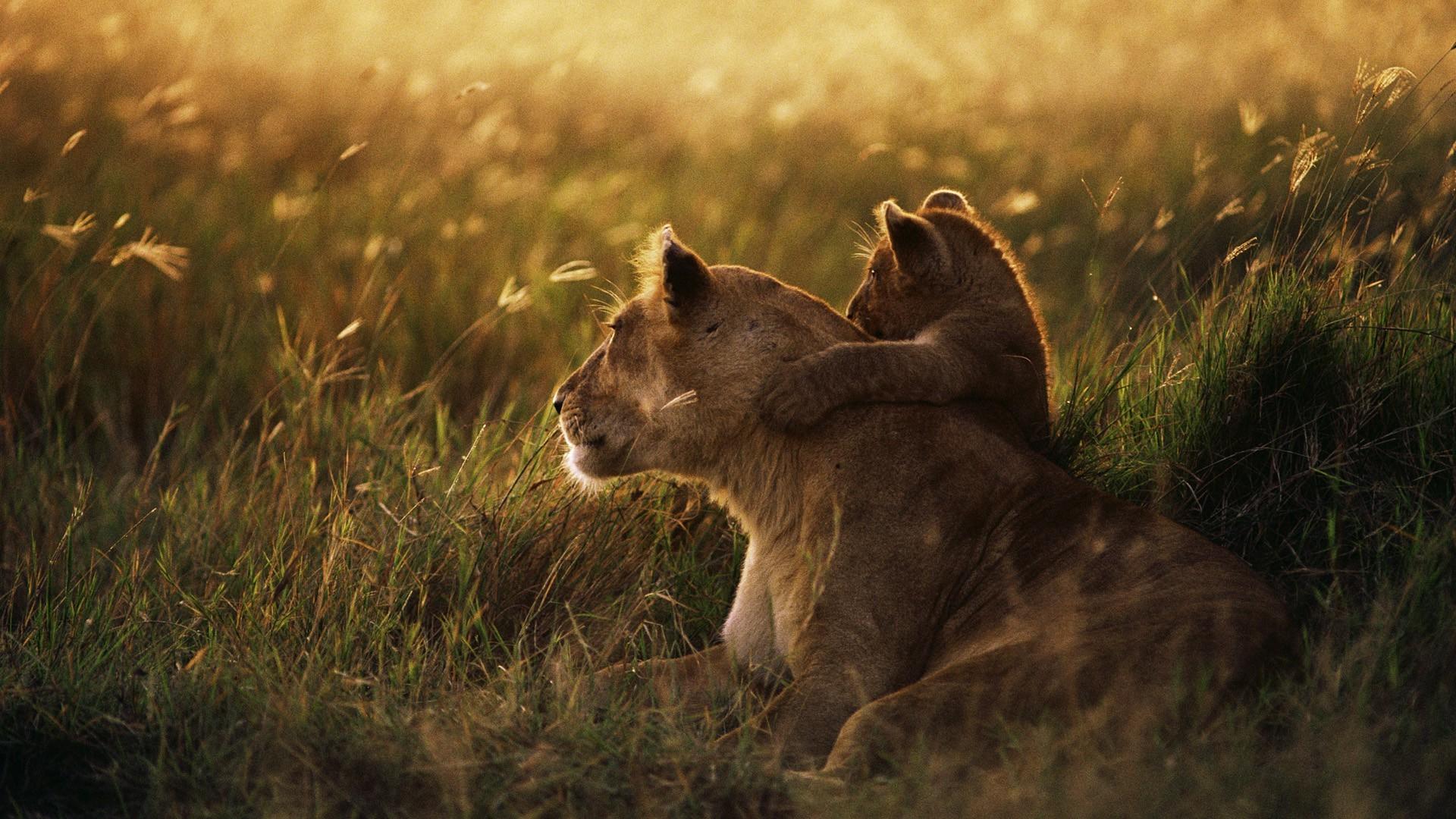 lion, Baby Animals, Animals, Grass, Love, Sunset