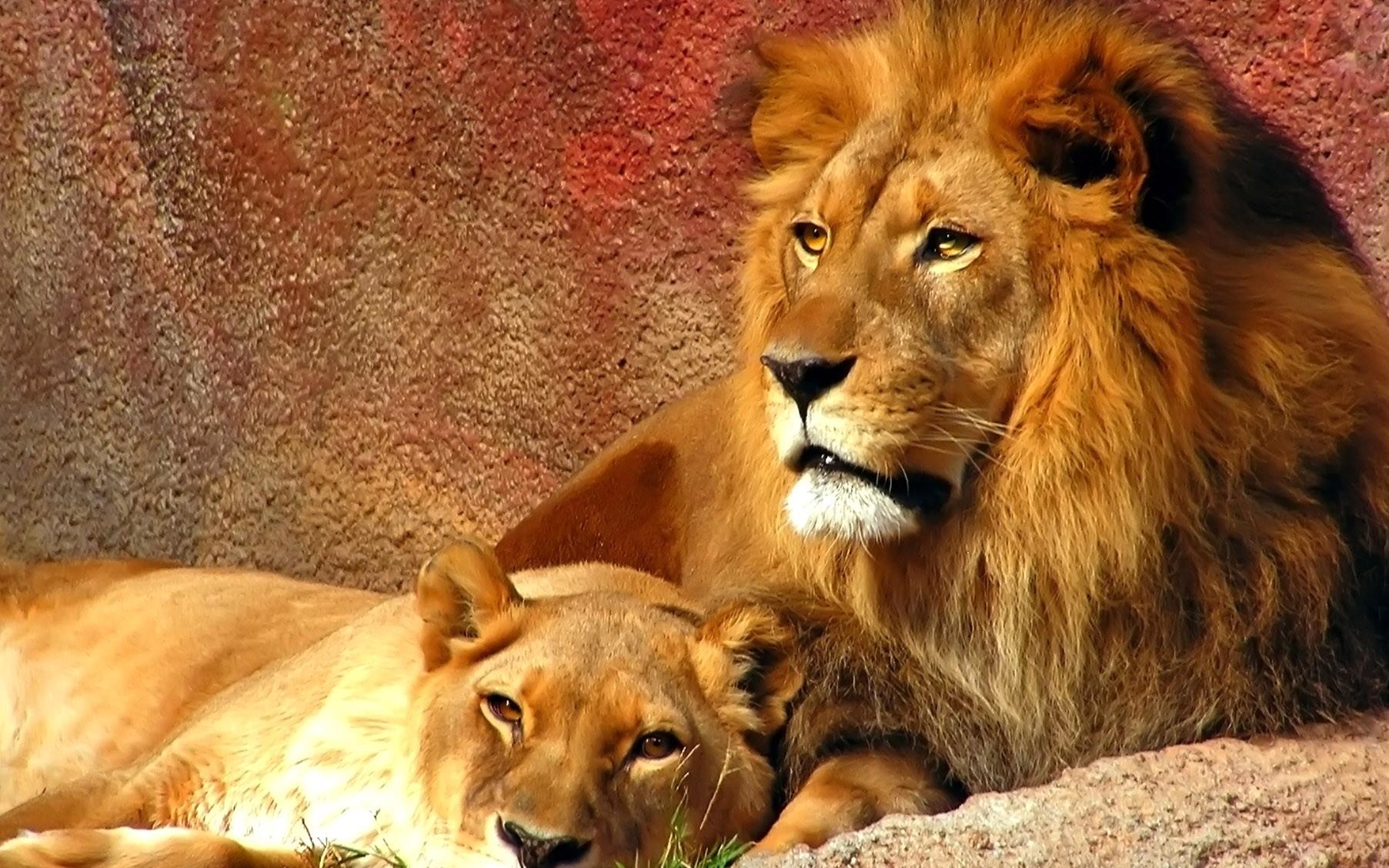 Lions, HD Animal Wallpaper, Pet Love, Cool Animals