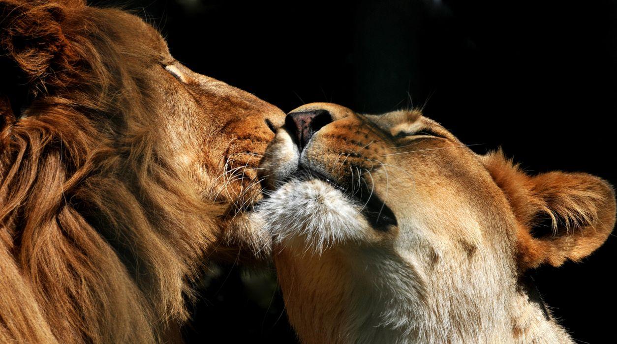 Big Cat Couple Lion Love Wildlife predator wallpaperx2393