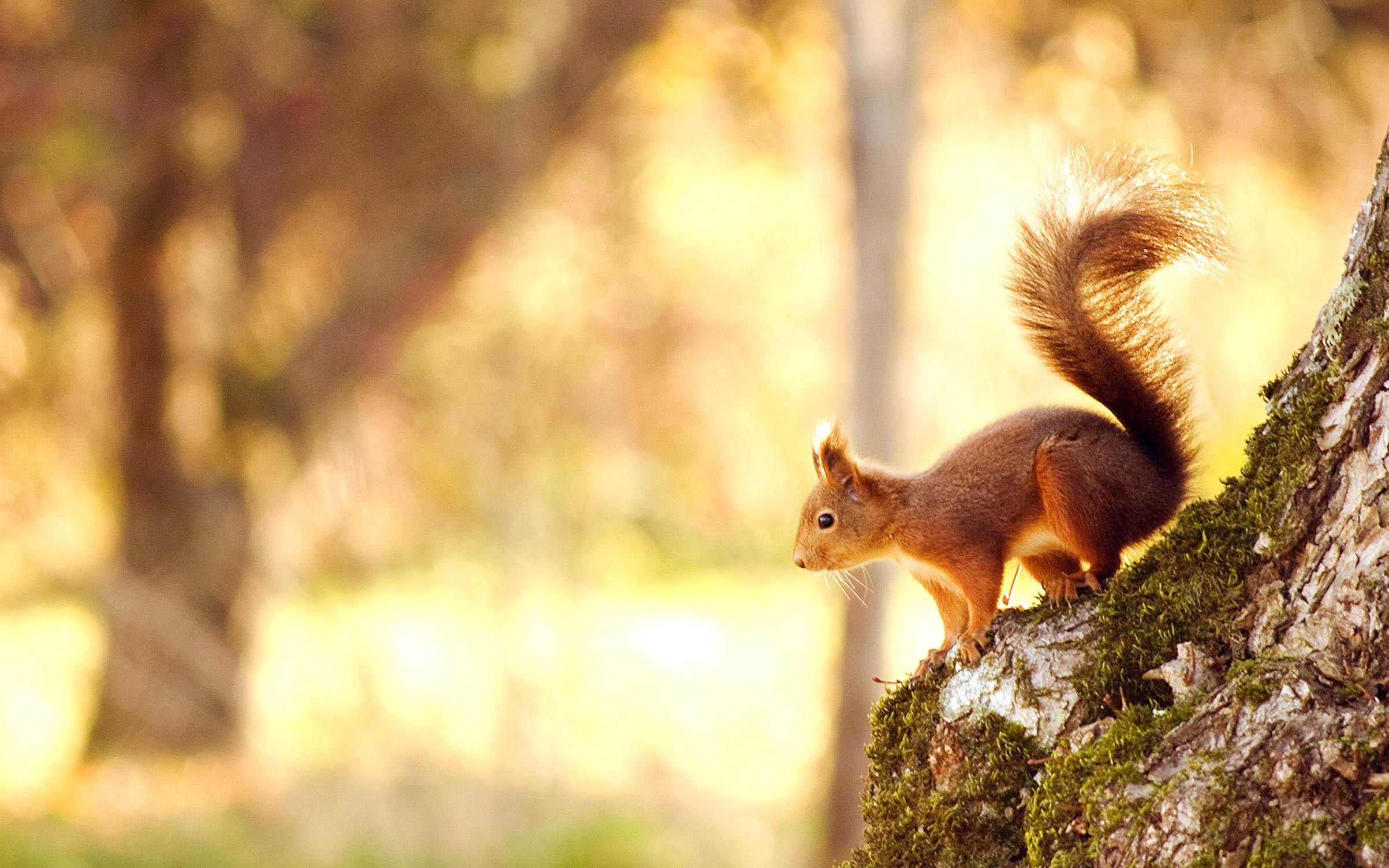 Squirrel, In, Nature, Pet Love, Cool Animals, Desktop Image