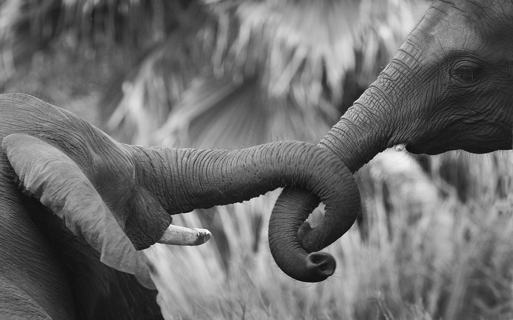 love, animals, grayscale, elephants, baby elephant, baby