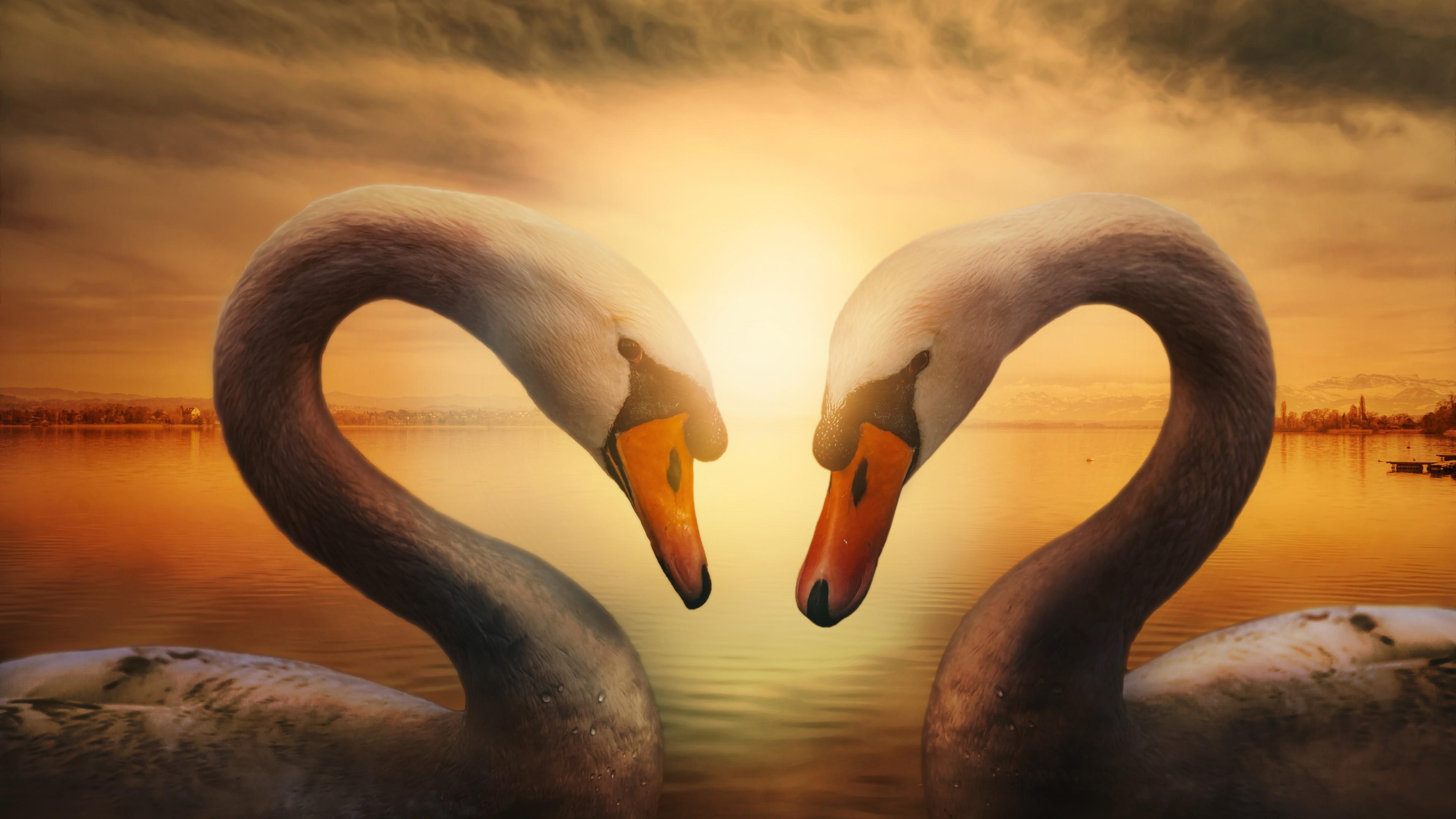 Wallpaper Swans Birds, Symbol of Love, 5K, Animals