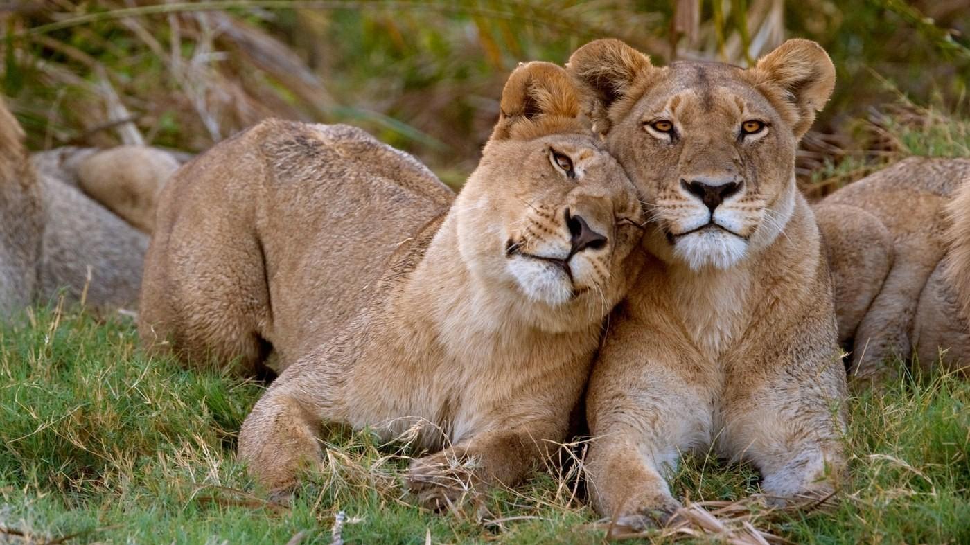 Wild Lion Romance Love Together