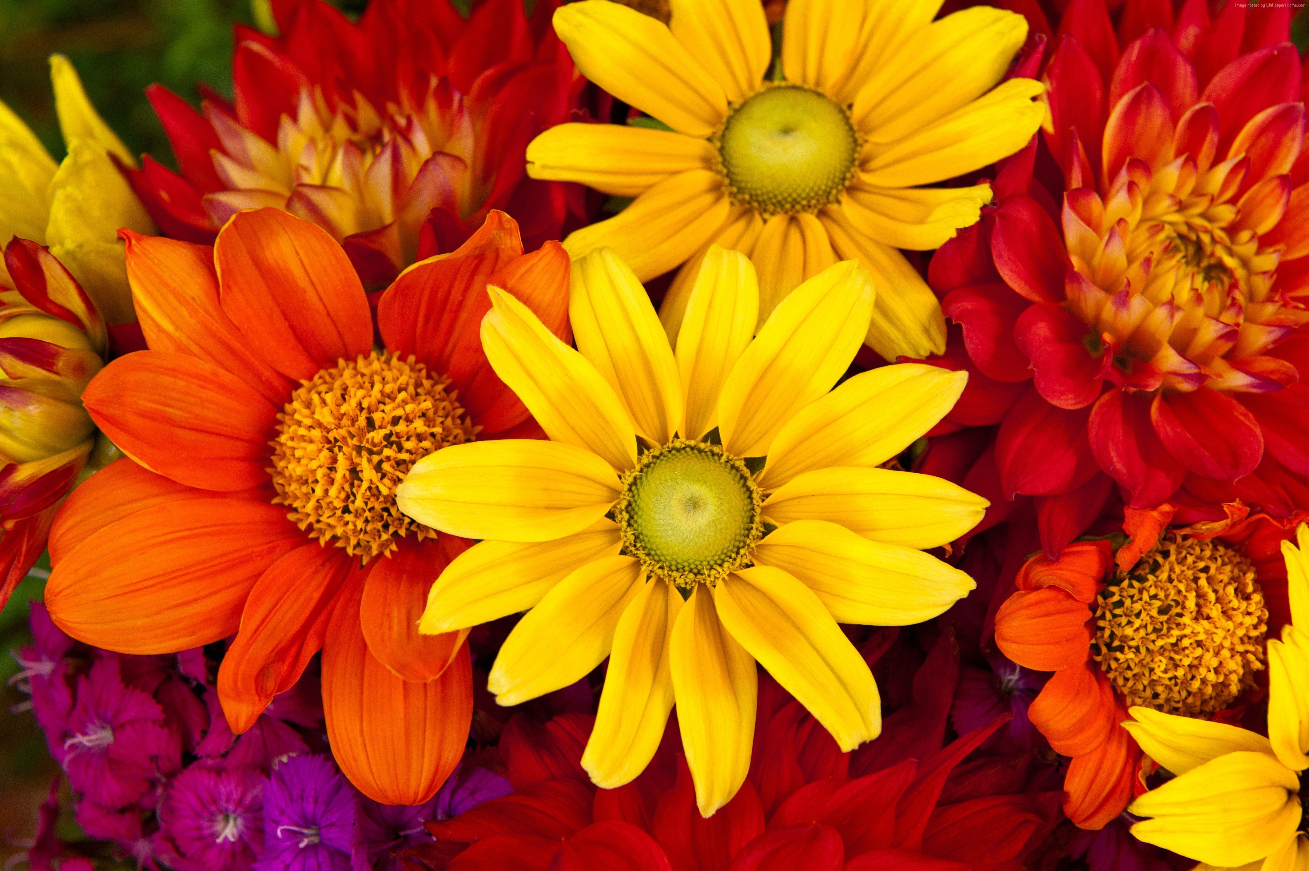 Autumn Flowers Desktop Wallpaper