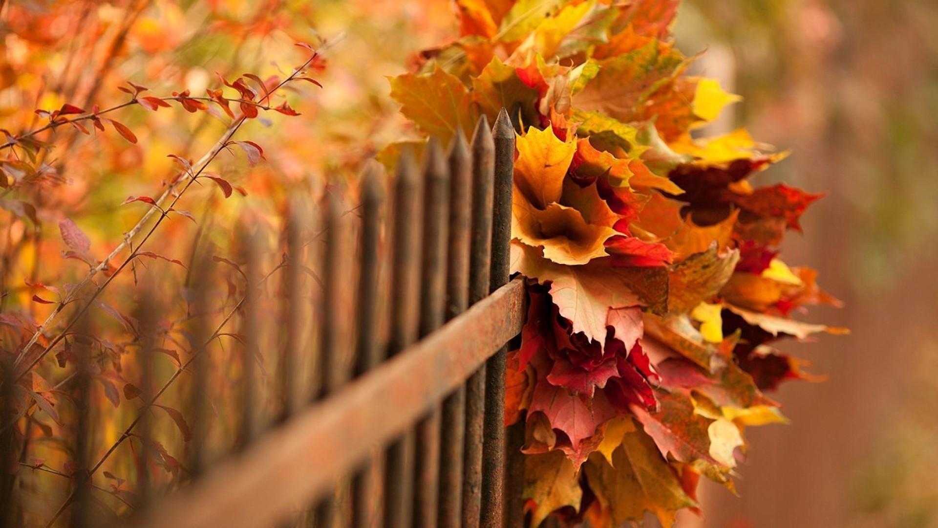 Bouquet of autumn leaves in the fence wallpaper and image