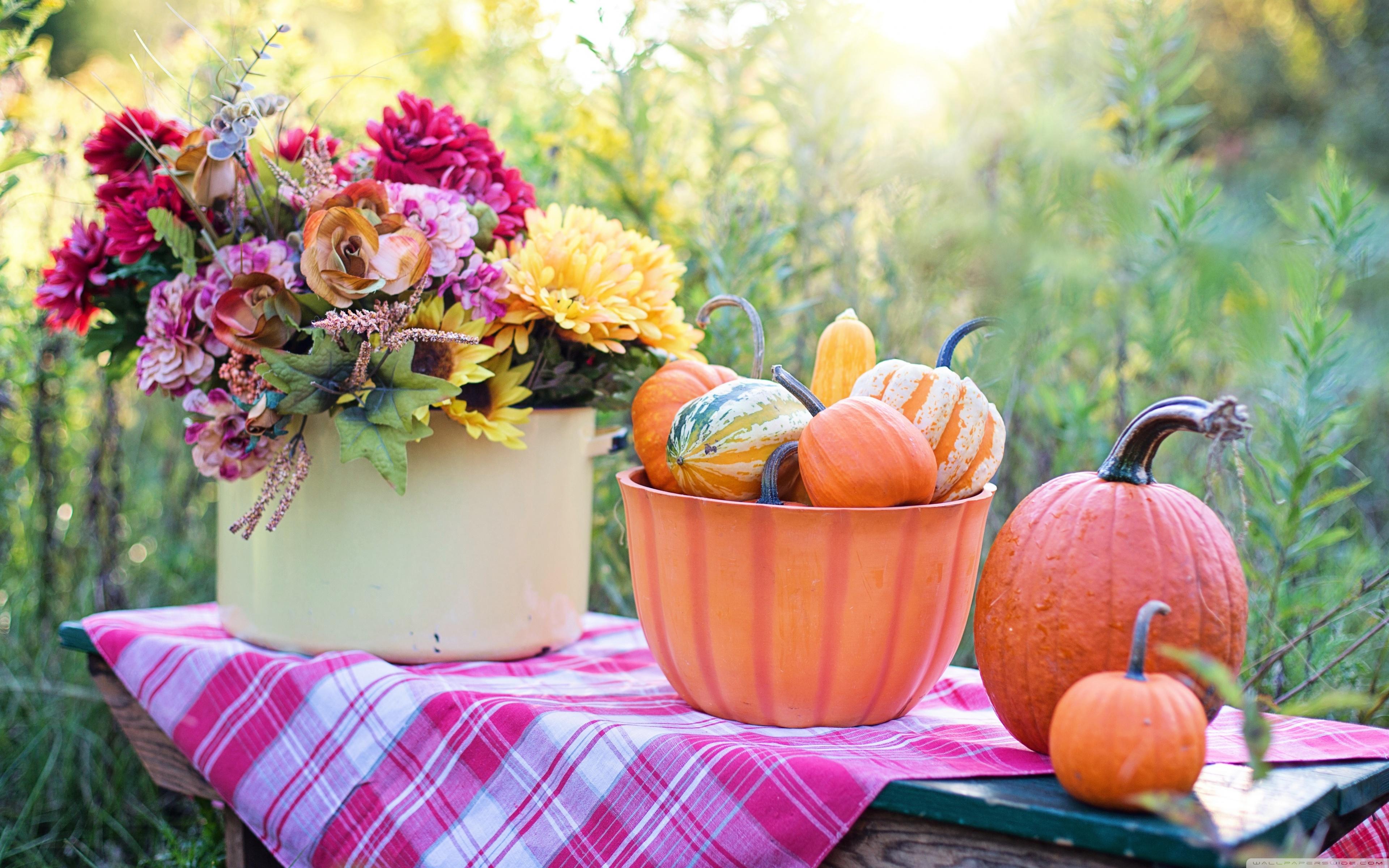 Still Life Pumpkins in Bowl, Flowers, Early Autumn ❤ 4K HD
