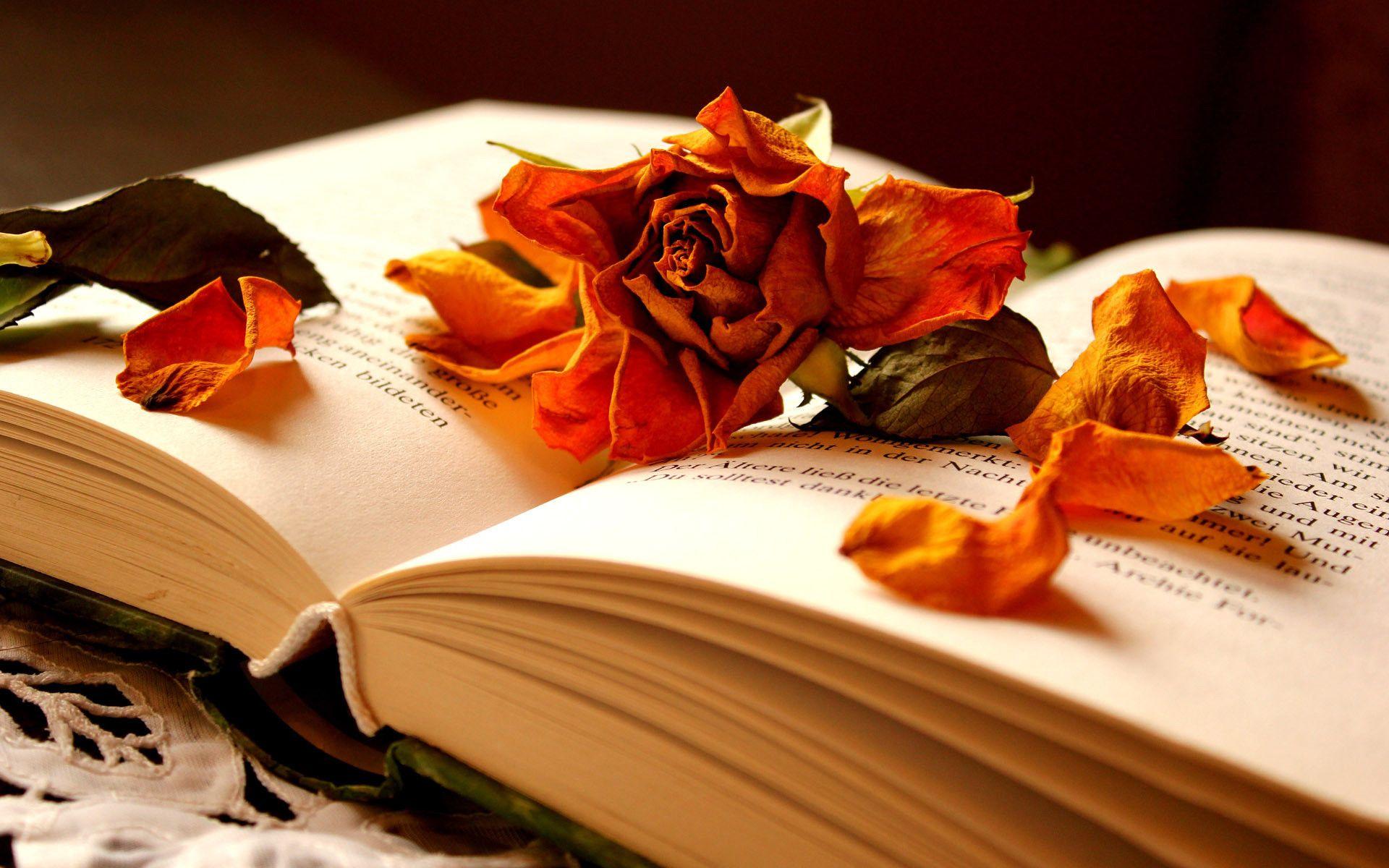 Autumn flowers in a book of memories. Bright Wallpaper