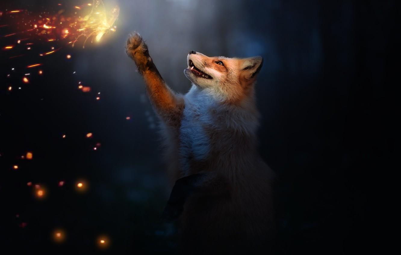 Wallpaper Fire, Butterfly, Fox, By 0l Fox L0 Image