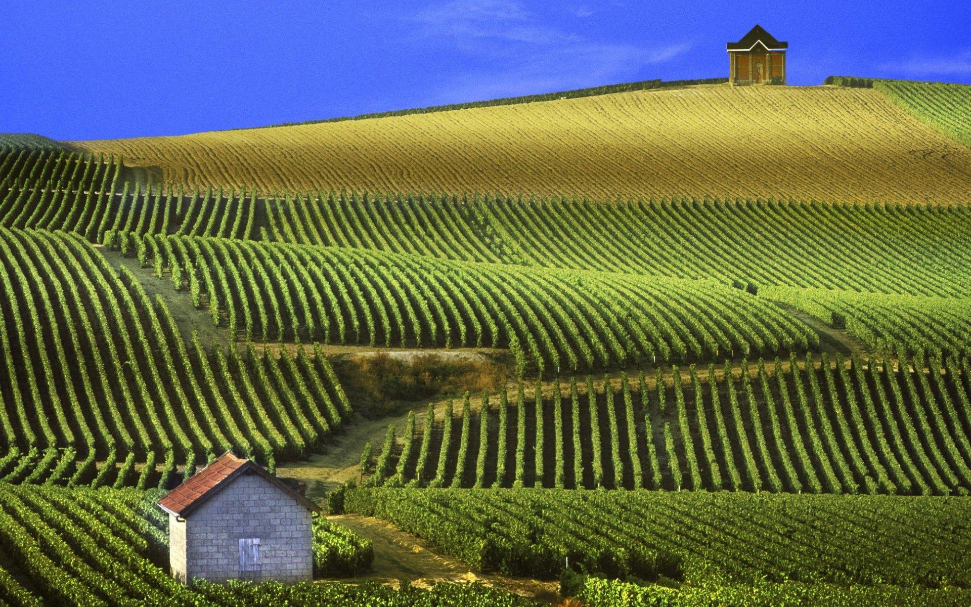 France Vineyard Wallpaper Free France Vineyard