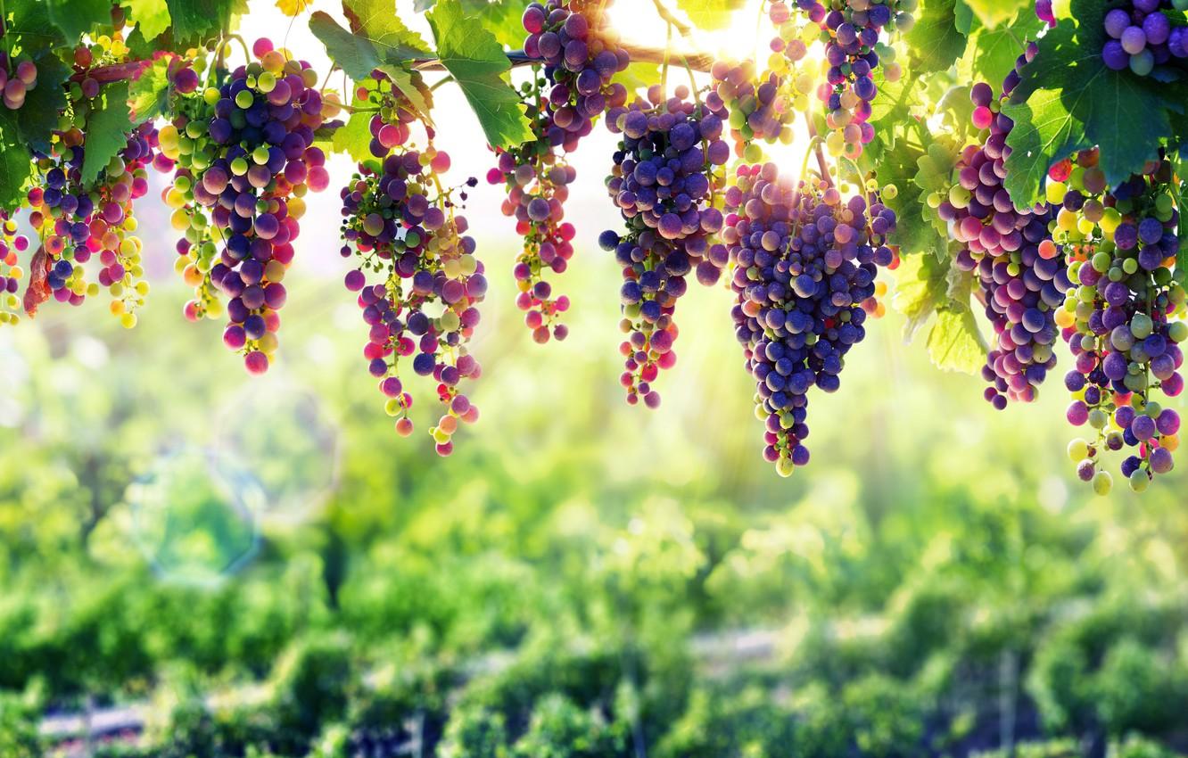 Wallpaper nature, grape, fruit, vine, natural beauty, winery