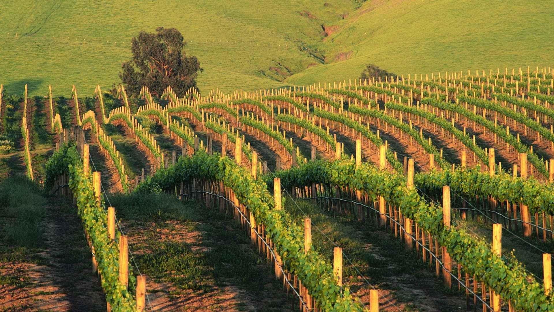 Widescreen HDQ Wallpaper of Vineyard for Windows and Mac