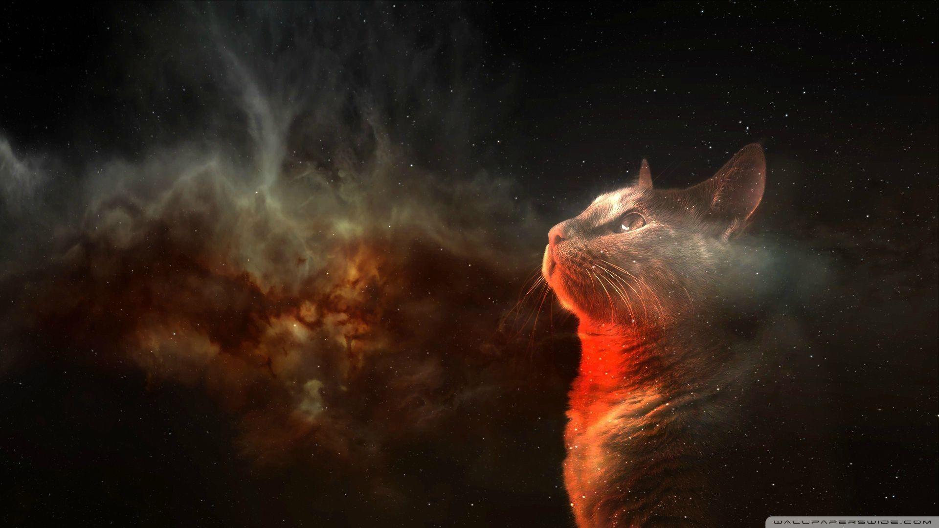 Cats in Space Wallpaper Free Cats in Space