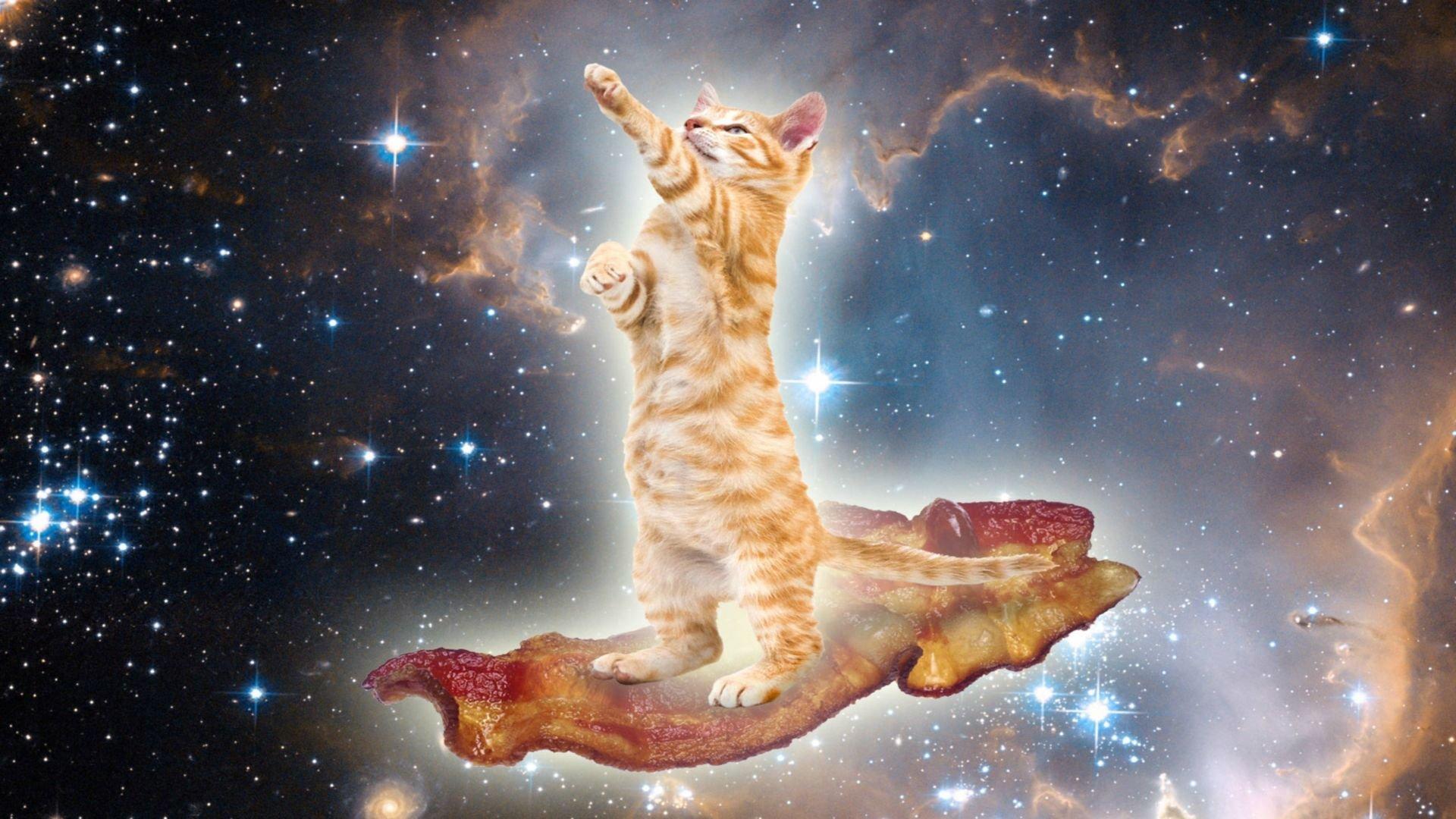 Cat In Space On Bacon Wallpaper