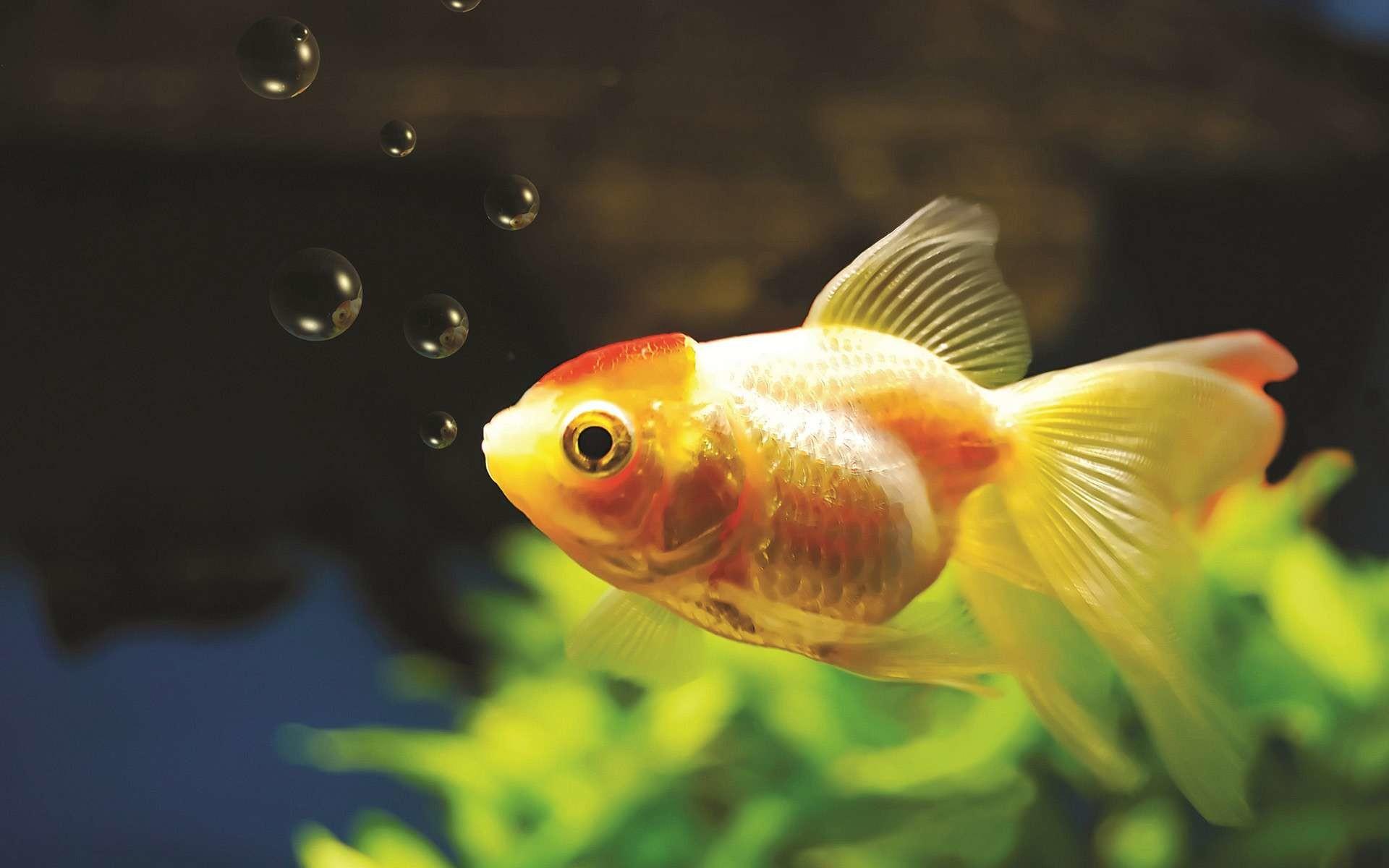 Goldfish Picture. Download Free Image