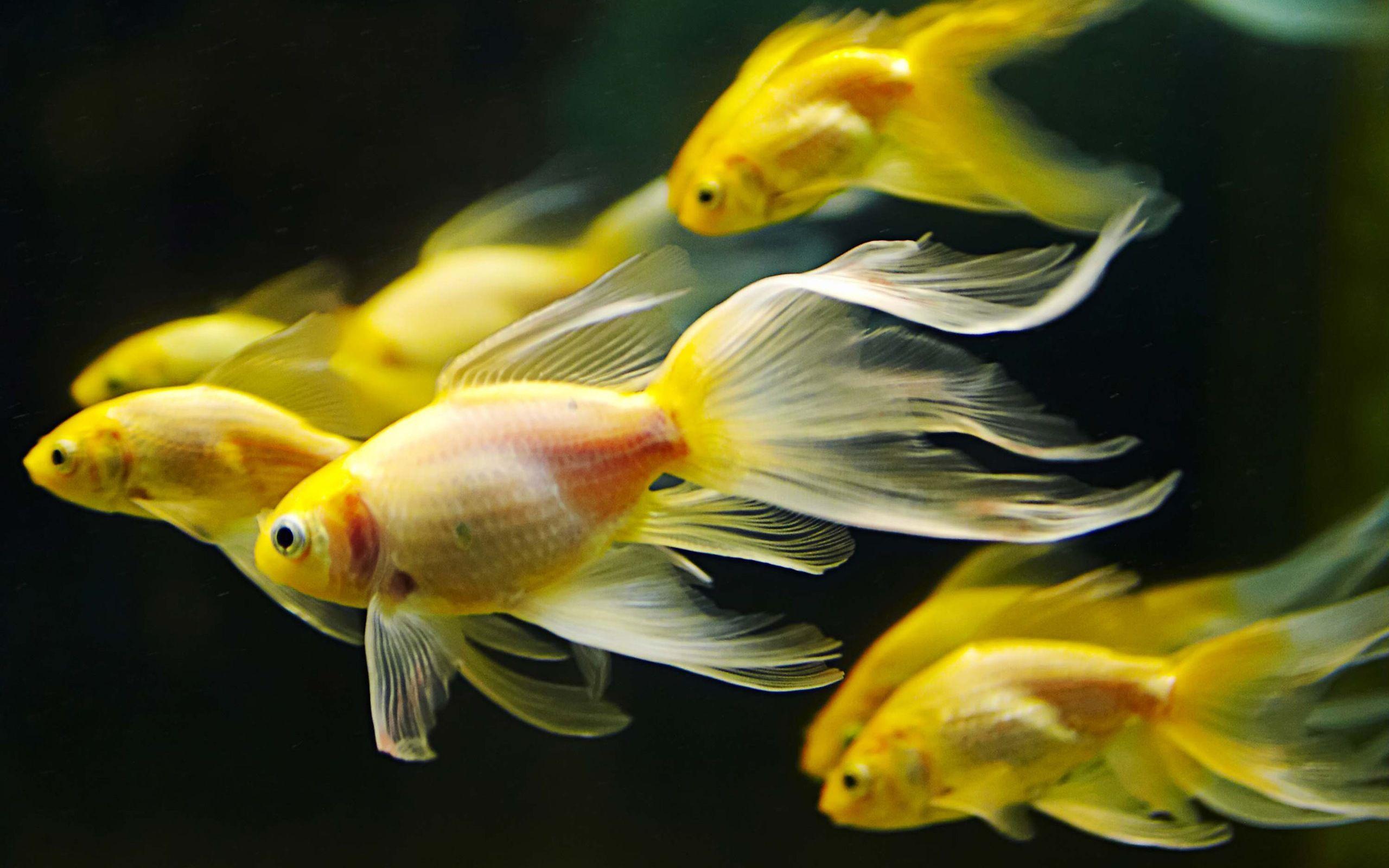 Animal Fish Wallpaper Background 2560 X 1600: 324834