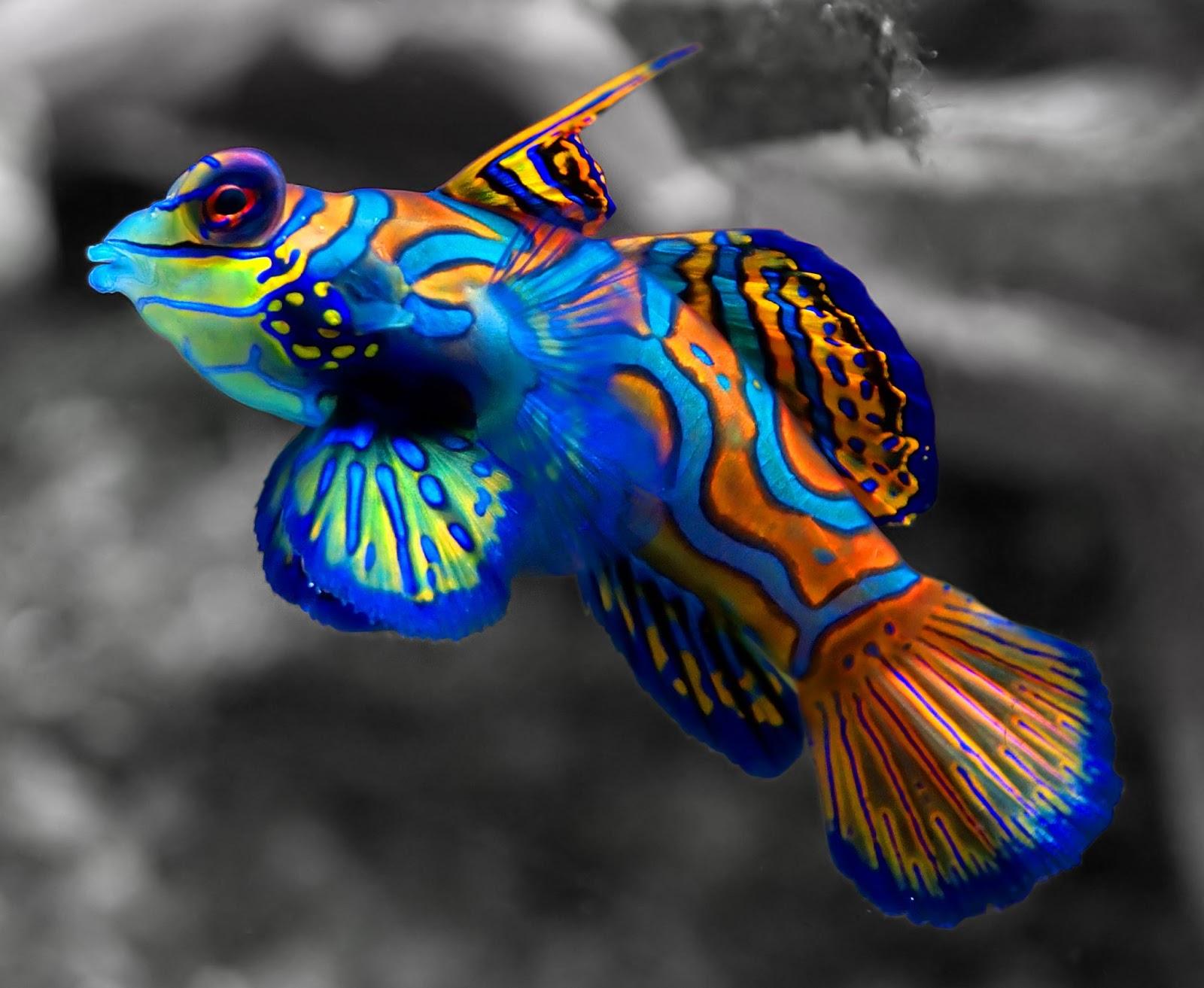 Molly Fish Wallpapers - Wallpaper Cave