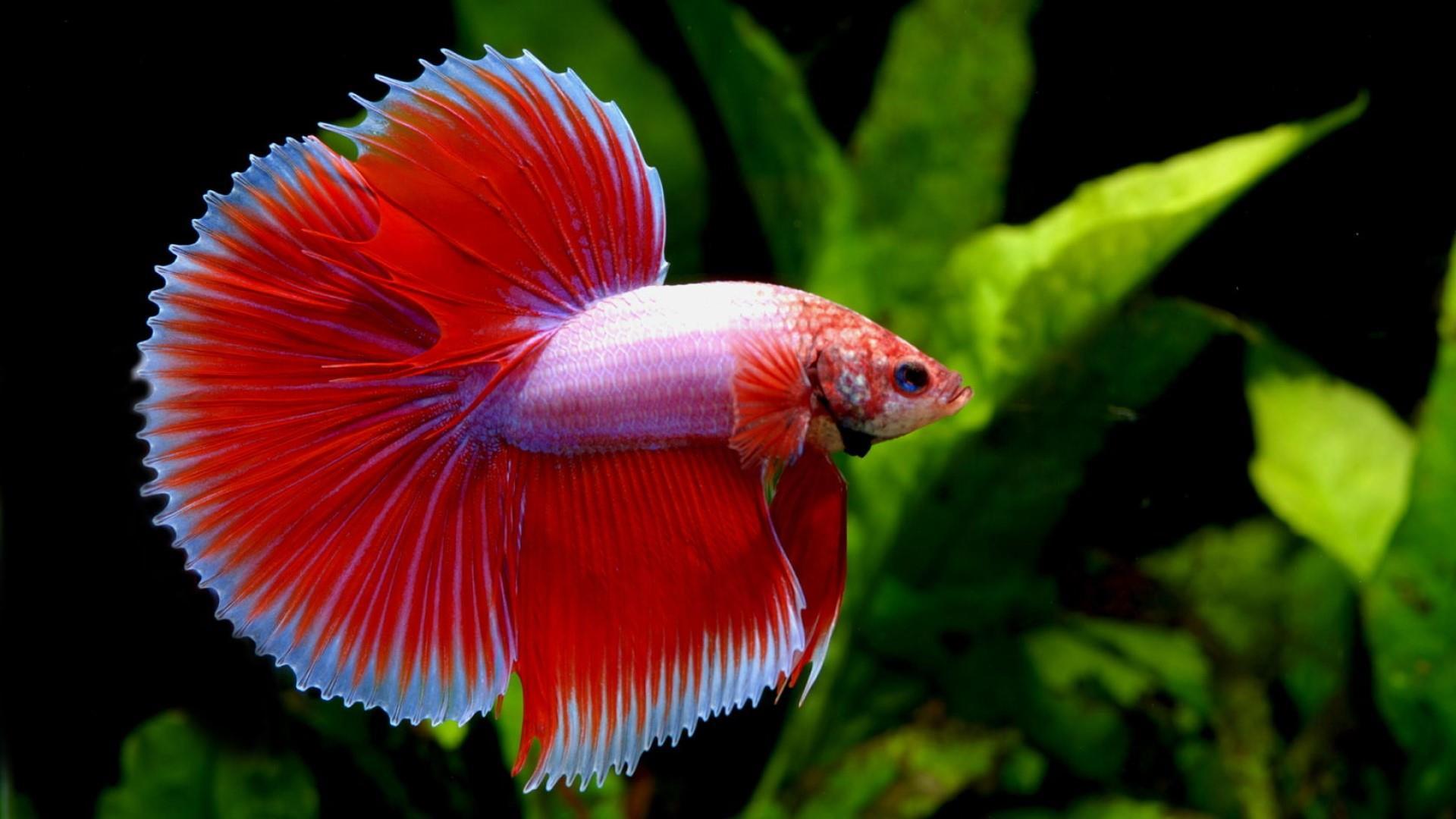 Molly Fish Wallpapers Wallpaper Cave