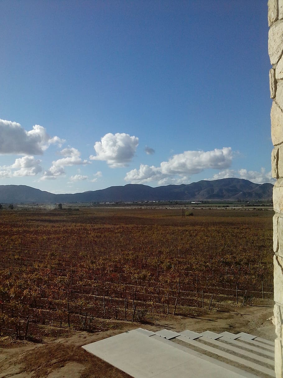 HD wallpaper: vineyard, landscape, autumn, sky, mountain