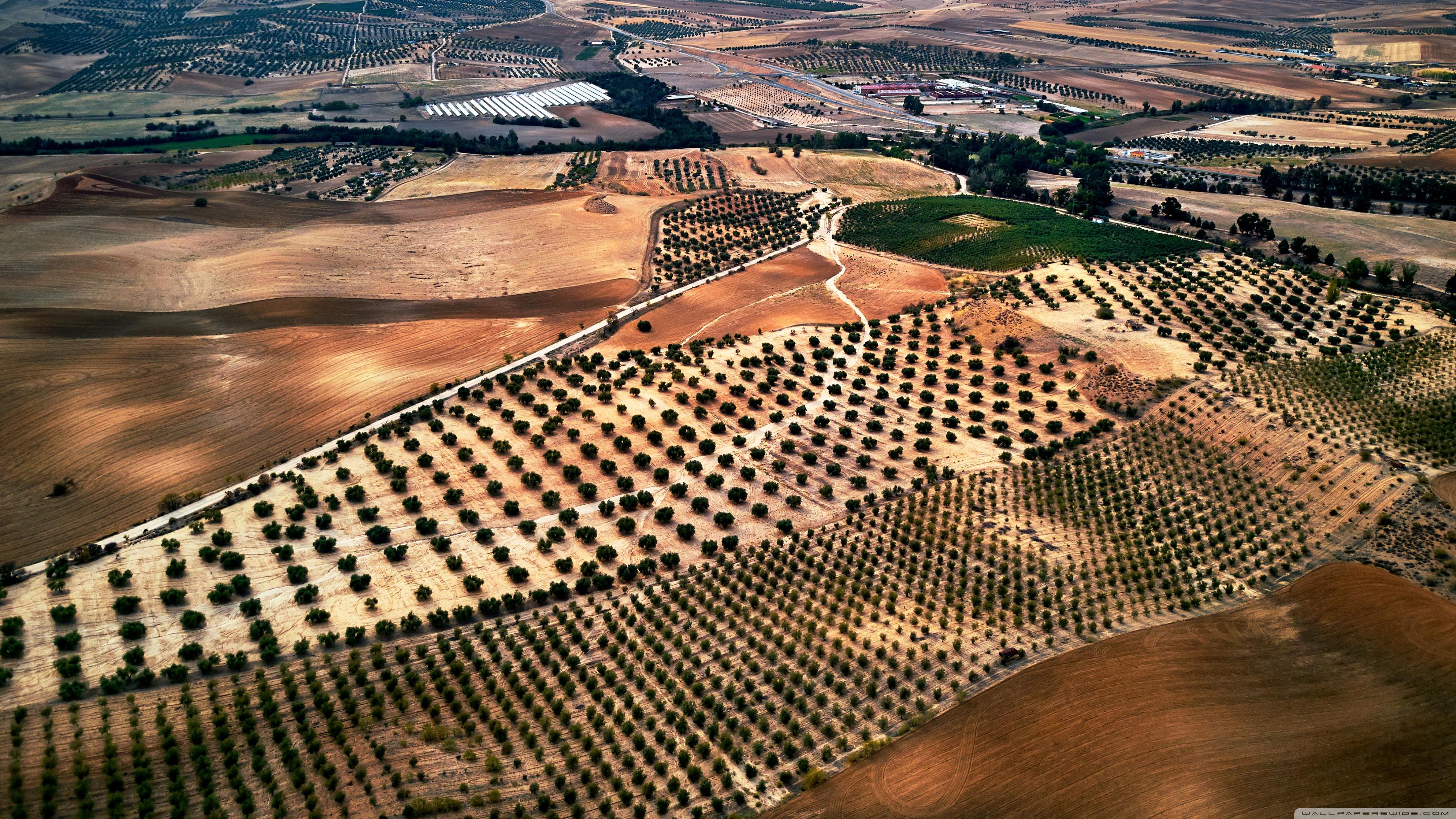 Orchards Aerial View Drone Photography ❤ 4K HD Desktop