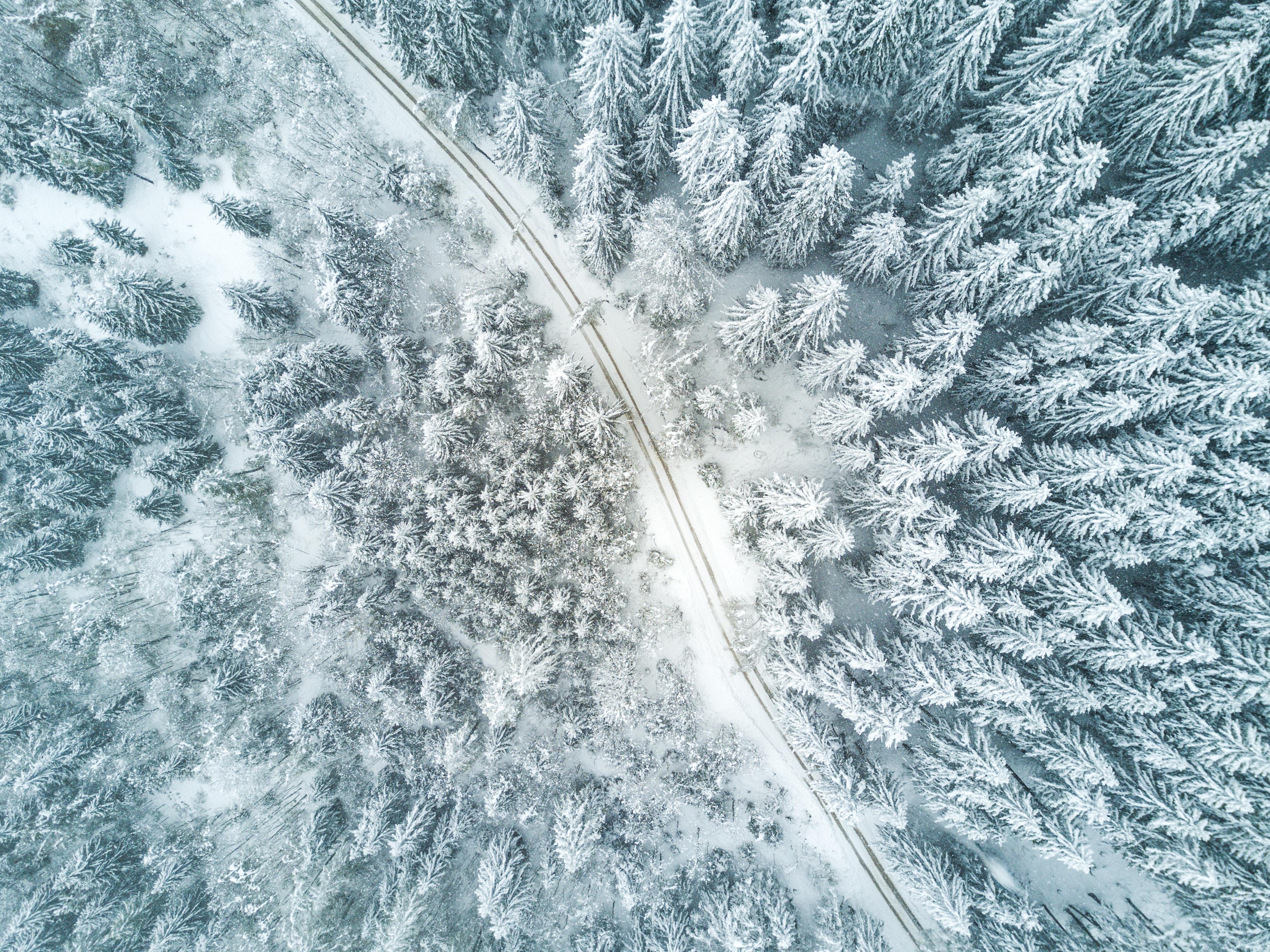 3992x2992 #Free , #tree, #track, #aerial