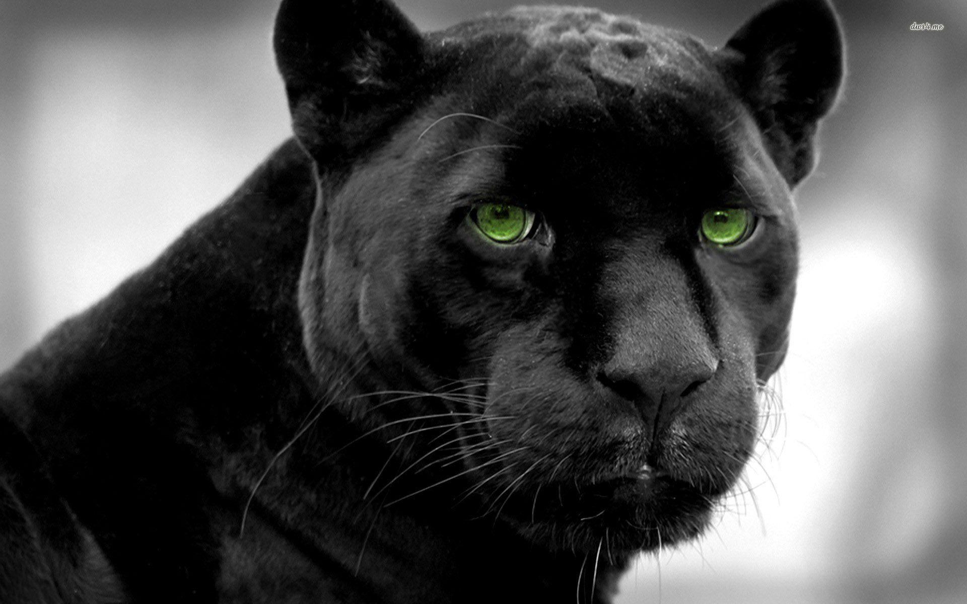 Angry Black Panther Animal Wallpaper Free Angry Black