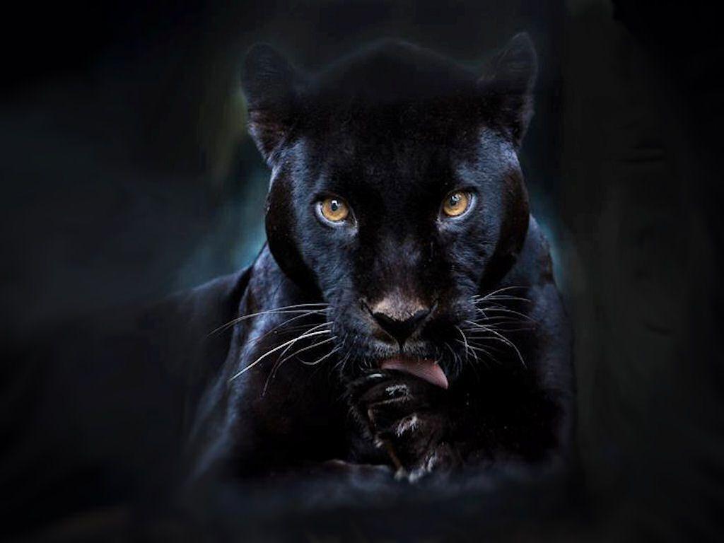 Black Panther Aesthetic Animal Wallpapers - Wallpaper Cave