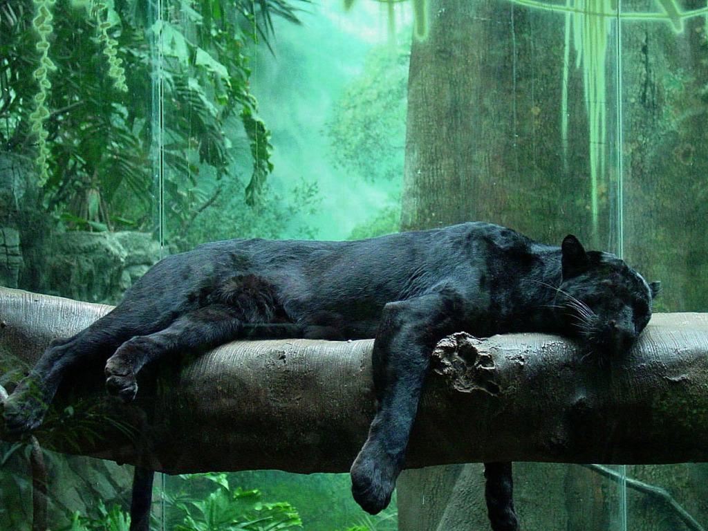 Black Panther Aesthetic Animal Wallpapers - Wallpaper Cave