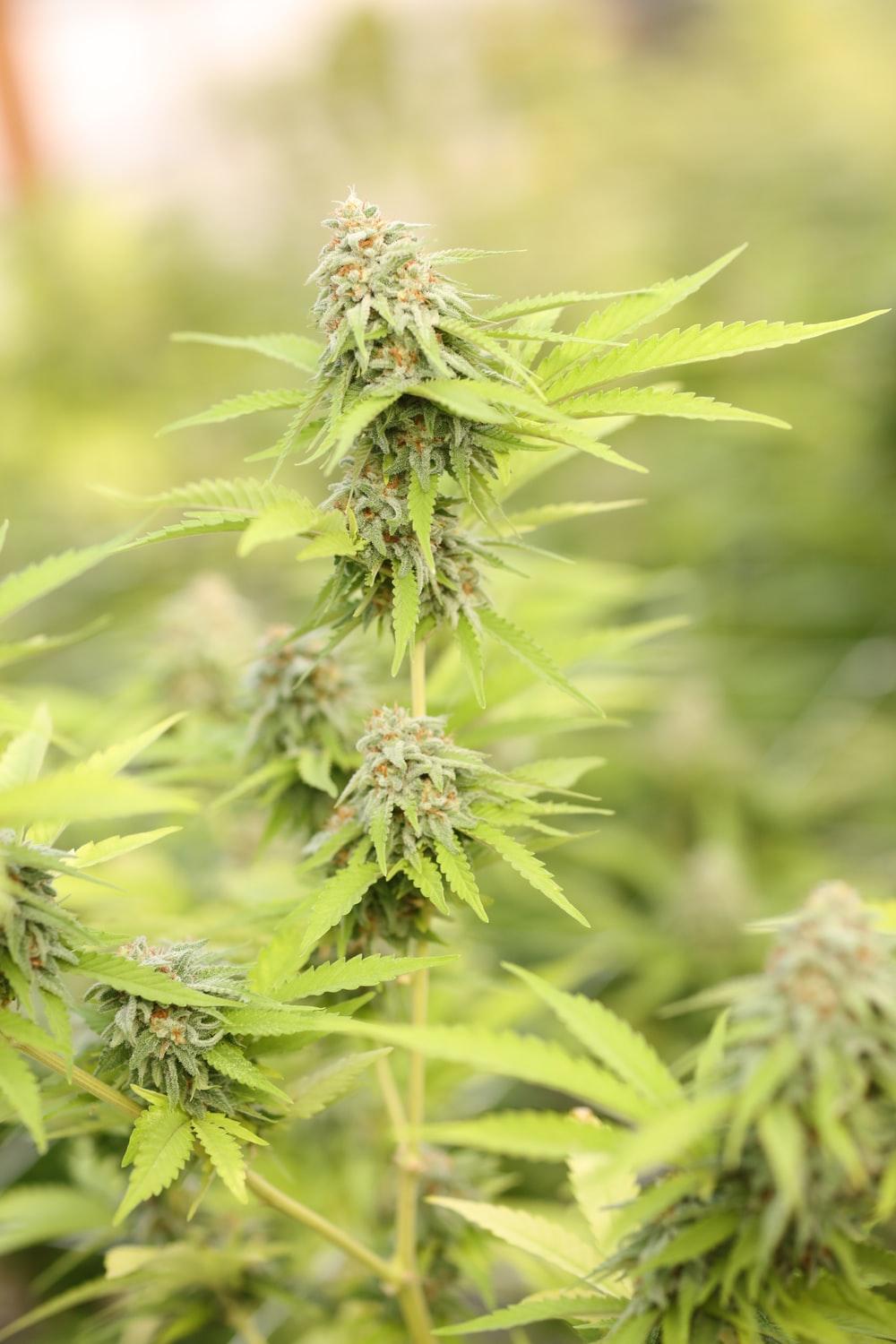 Cannabis Flower Picture. Download Free Image