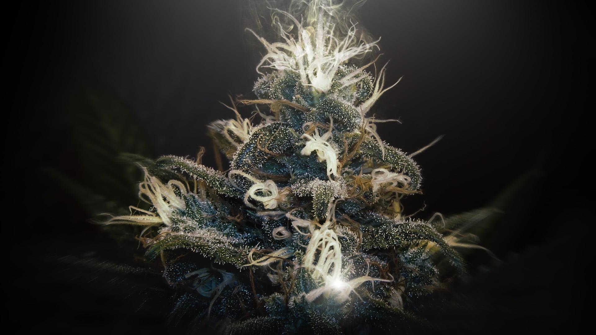 Green and white kush, nature, underwater, plants HD