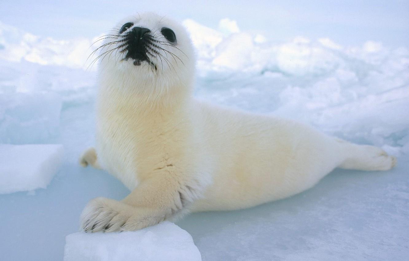 Wallpaper animals, snow, seal, baby, Belek image