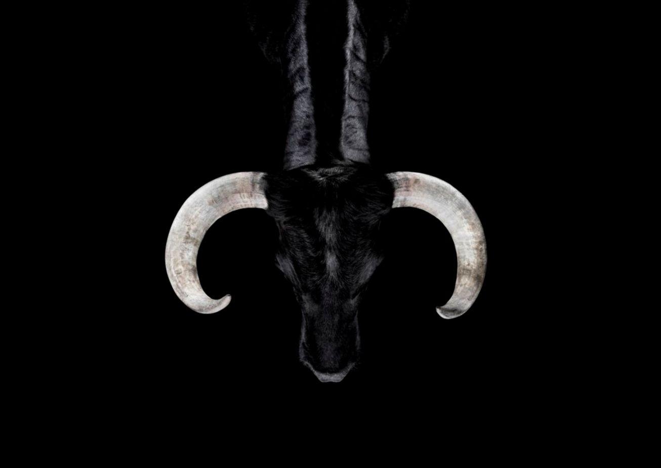 Bull Horns Serious HD Wallpaper